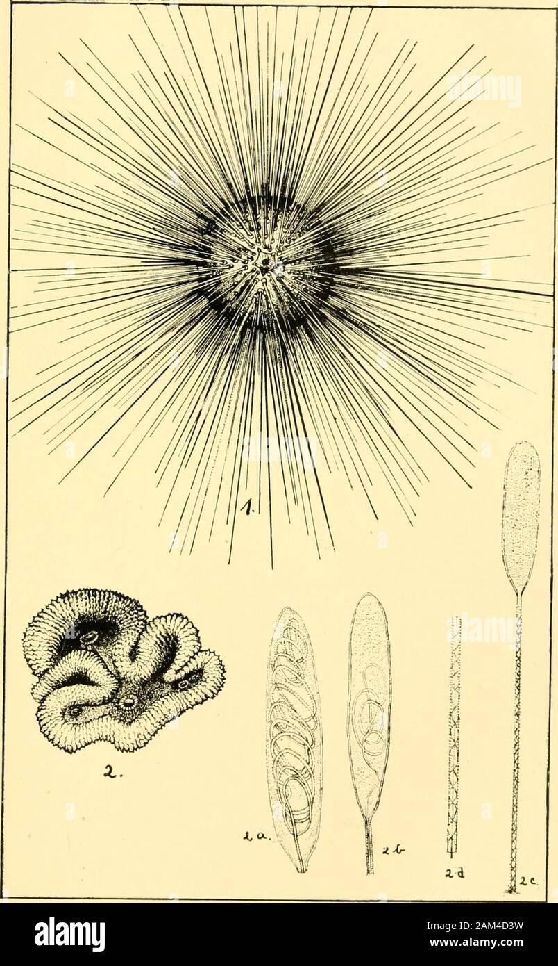 Erzählung und vorläufiger Bericht der Bahama Expedition. n irradiaiis Lam. Die Bahamans viele dieser Tanks nutzen in der beautifulshell-Arbeit, für die sie berühmt sind. Körbe andbreastpins, Ohrringe, Broschen und Anhänger sind so konzipiert, dass andexecuted mit gutem Geschmack und hervorragende Verarbeitung. Asbefore angegeben, die Schuppen bestimmter Fische, z. b. der Jude." werden mit guter Wirkung arbeitete als blütenblätter von künstlichen Blumen, die oft hell gefärbt sind. Ein sehr hübsches Ornament ismade durch die Verzierung eines großen Star-Fish. Pcntaccros. Mit einer sym- trische Design in der Schale - arbeiten. Kommen zu den E Stockfoto