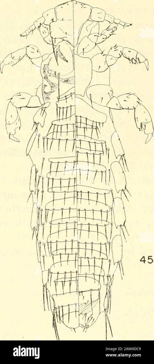 Verfahren der United States National Museum. 2. Holotyp hinterlegt m die Sammlungen der U.S. National Museum, Art-Katalog Nr. 64385. Diagnose: Diese Art ist in der Nähe von sciuropteri (Osborn) von nordamerikanischen Glaucomys. N. capitaneus ist größer als sciuropteri (Längen: sciuropteri cT 1.25-1.6 mm., 9 1.6-1.9 mm.; capitaneus cf 1,8-2,2mm., 9 2,5-2,8 mm). Die Thorakalen sternalen Platte hat die posteriorangles nicht in so lange Punkte in capitaneus produziert und ist widerin Verhältnis zu ihrer Länge (Feigen vergleichen. 59 und 60), die männlichen genitaliadiffer deutlich in der 2 Arten. A*, capitaneus ha Stockfoto