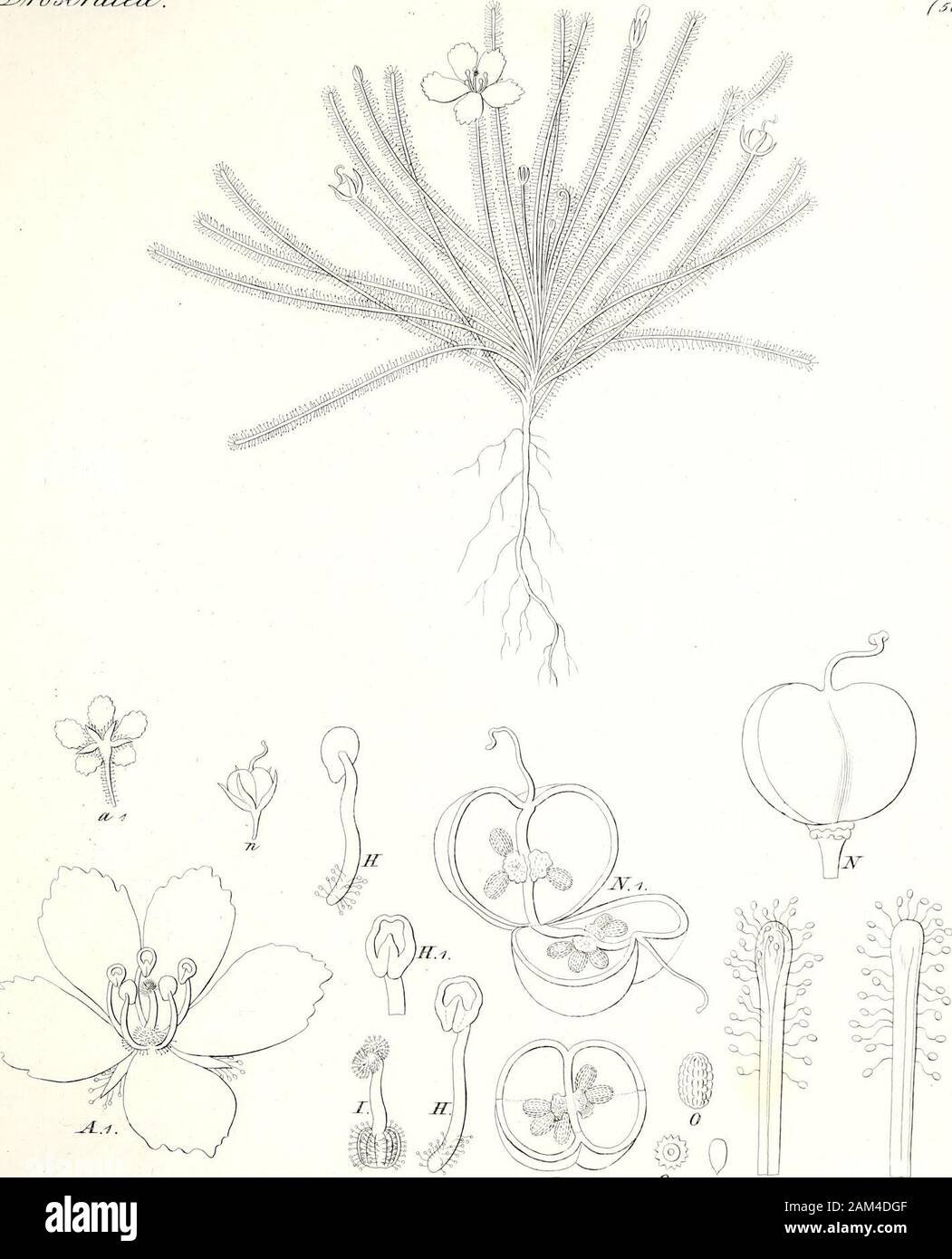 Iconographia generum Plantarum. & Dzd. (9^/&gt;/?t# &Yn und Aec £^ afa Jre&SLzs^C Sr. ///O M 9* £ KJ &?* € CCe&gt; 6e/,. f^OSjJ2T*: £ Y/AV^J&d&i/forete/. {Fioij IMotlecceee. Stockfoto