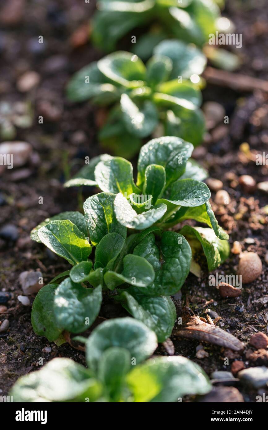 Maissalat "Vit" (Valerianella locusta), der im Winter in einem Garten mit Morgentau wächst. Stockfoto
