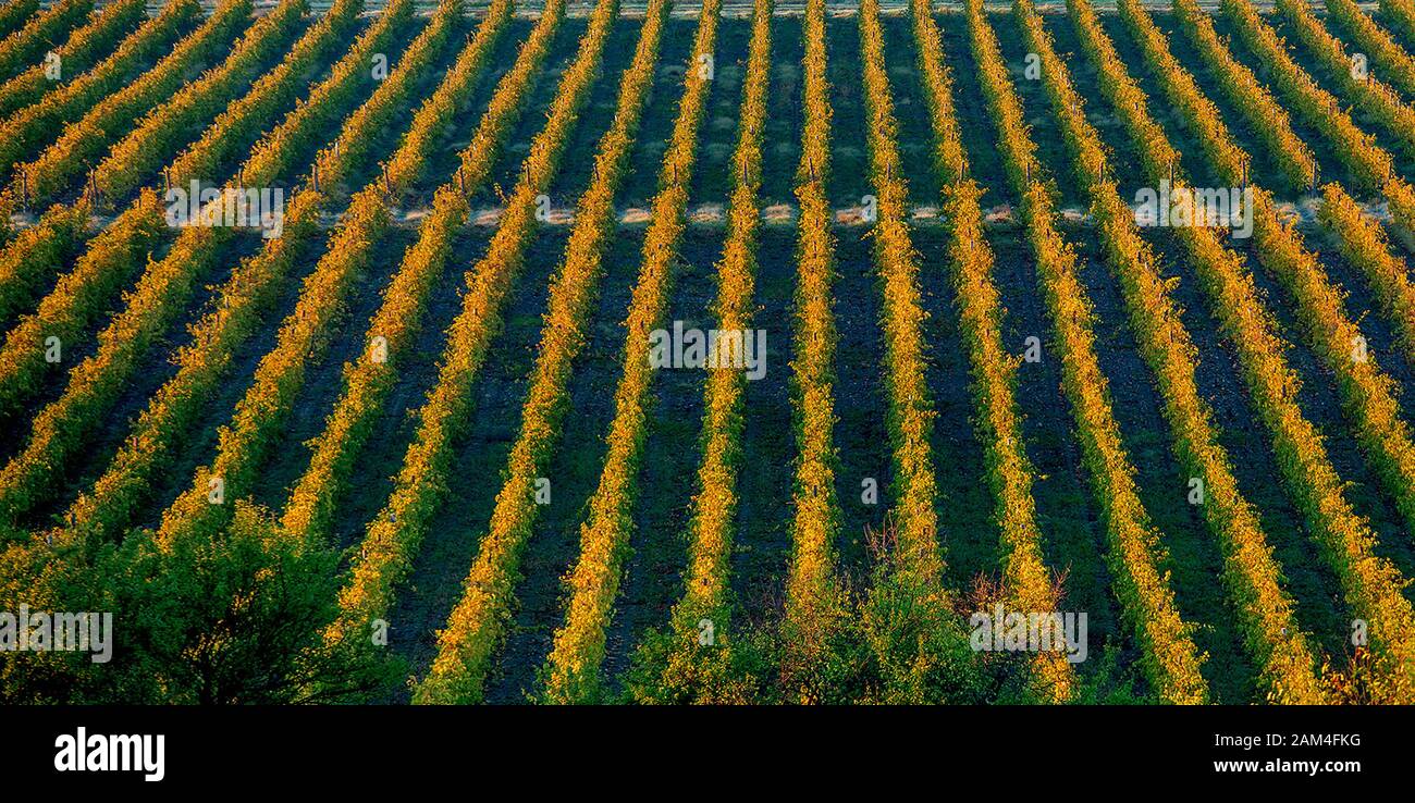 Blick auf viele gepflegte Reihen von landwirtschaftlichen Nutzpflanzen im Sommer. Grüne und gelbe Reihen. Stockfoto