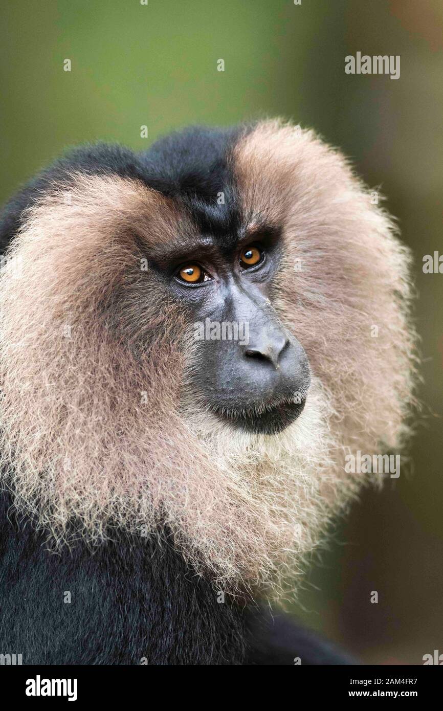 Lion tailed macaque Portrait in der Nähe von Valparai, Tamilnadu, Indien, Asien Stockfoto