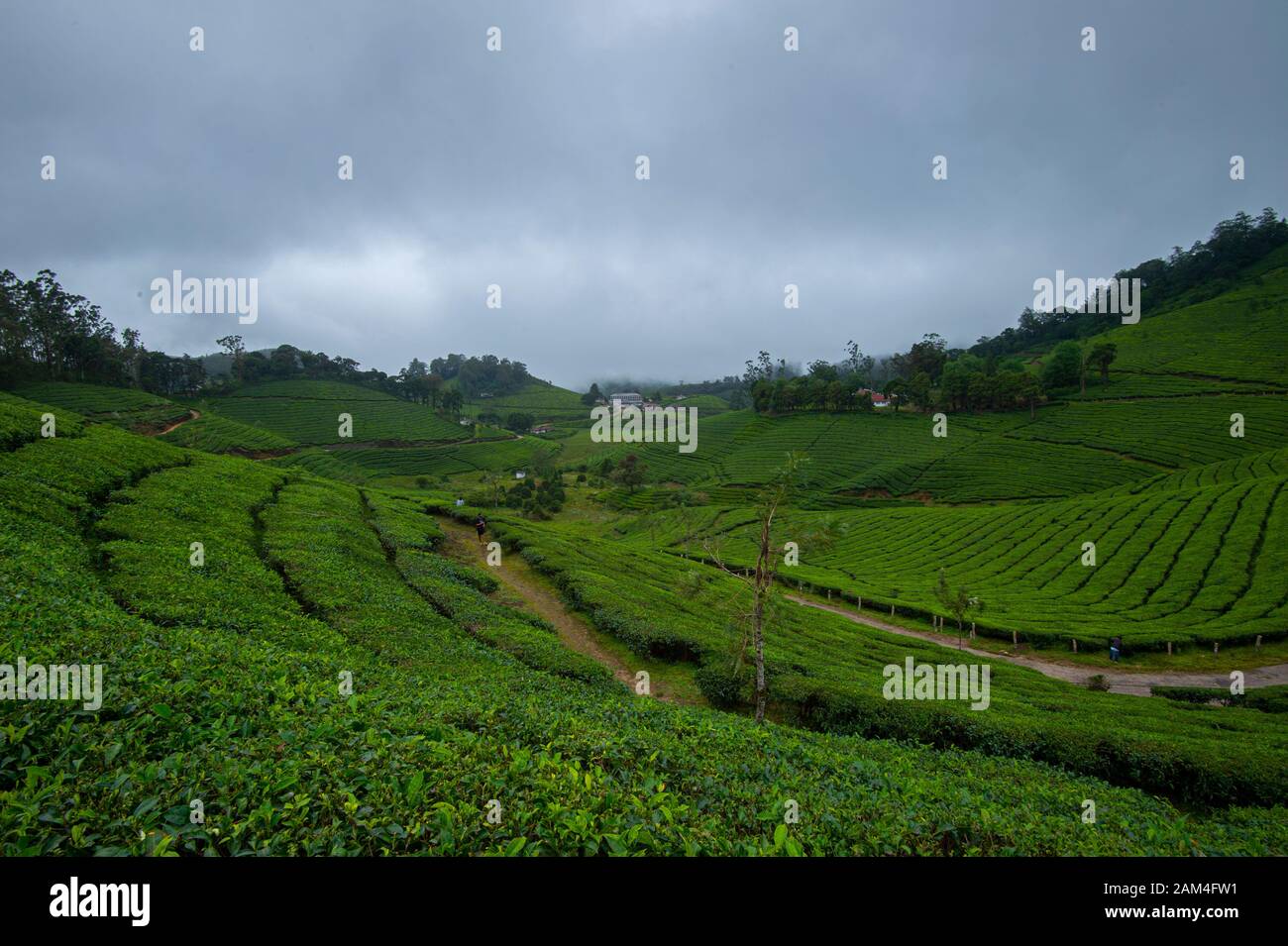 Teeplantagen und Shola Wald in der Nähe von Valparai, Tamilnadu, Indien, Asien Stockfoto