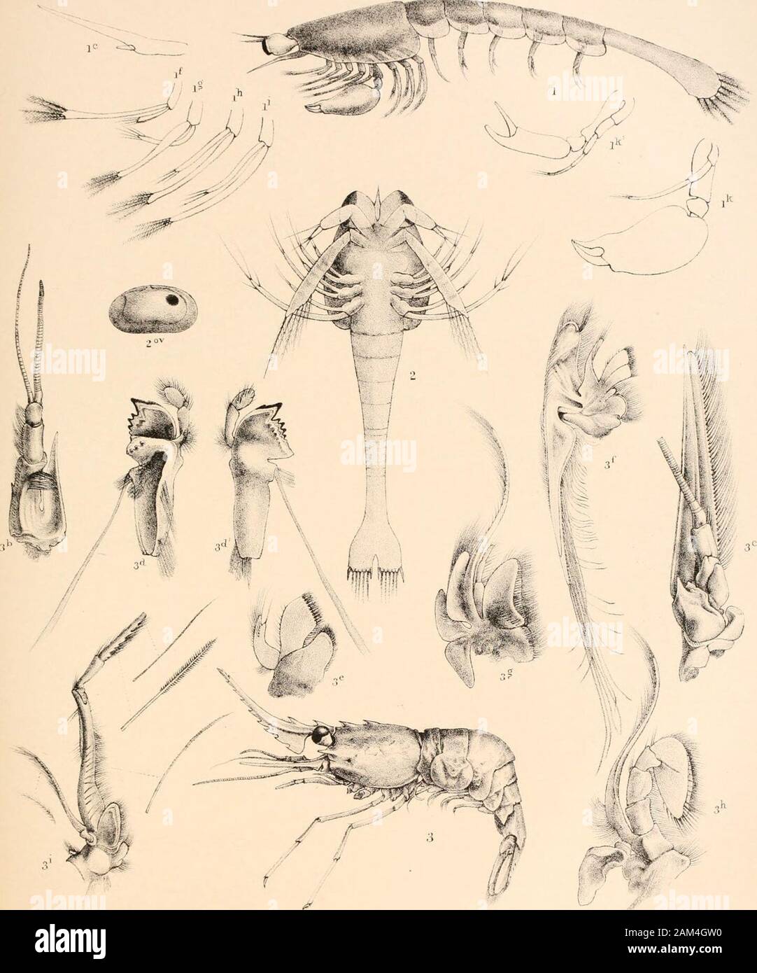 Bericht über die wissenschaftlichen Ergebnisse der Reise von S.M. SChallenger während der Jahre 1873-76: unter dem Kommando von Captain George SNares, R.N., F.R. Sand Kapitän Frank Turle Thomson, R.N. . C.3 B adi. Bei J. C.R.Ch. Ich KYPTOCARIS STYLOFRONTALIS4-. CARICYPHUS CARICYPHUS CIBBEROSUS 2 Dais. 5 D°° SERRAMARGINIS TURGIDUS 3D. 6D° ANGULATUS. ? ? Platte CHIT. Platte CXXII. Alpheus (Brephalos) (s. 538). Abb. 1. Megalopa Bühne, seitliche Aspekt; erweiterten 20-mal. "Lc. Zweite Antenne; Wenn, zweite siagnopod; g, Dritten siagnopod; 1/;., firstgnatliopod; Li, zweite gnathopod; Ik, erste pereiopod, rechts si Stockfoto