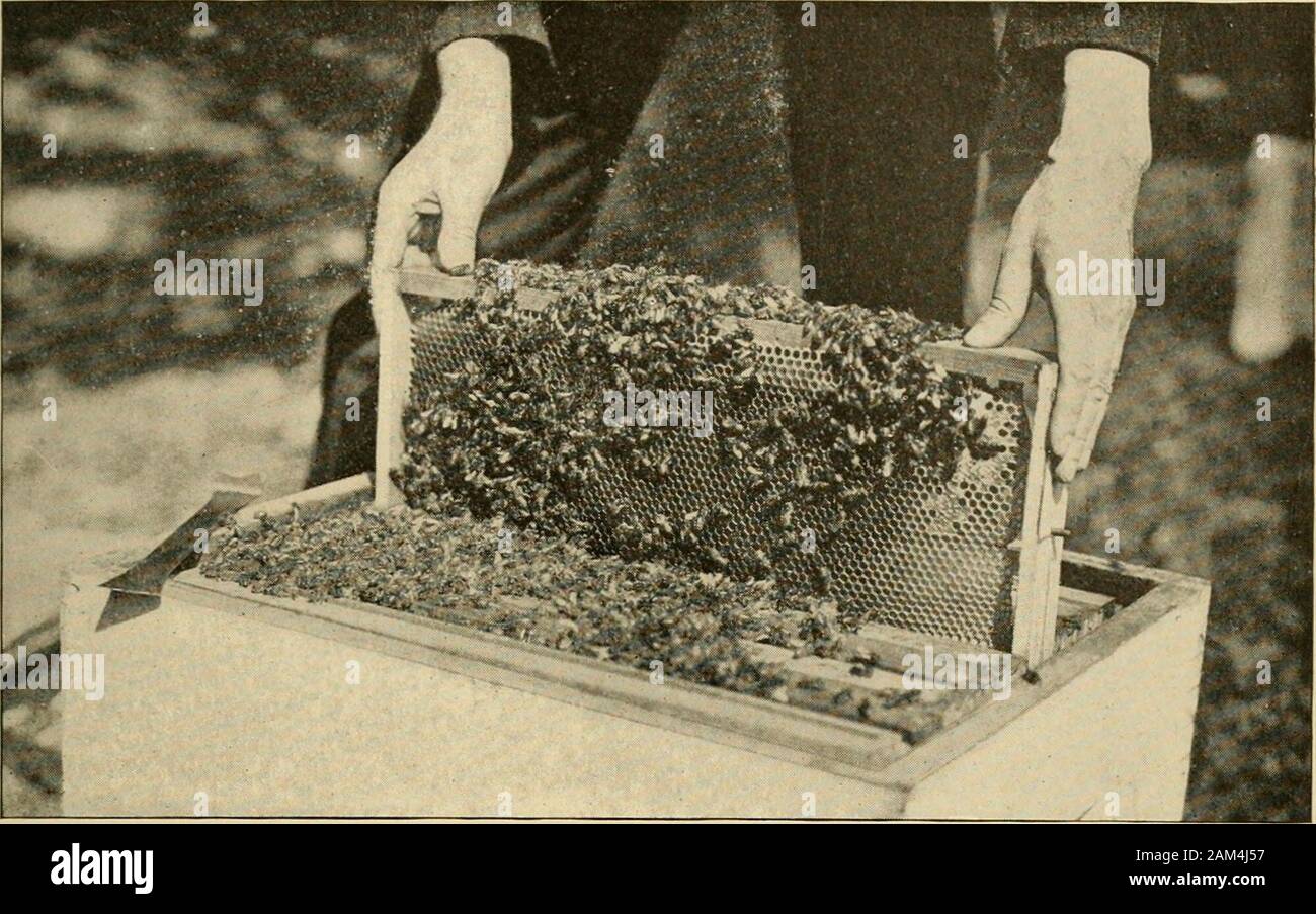 Nachlese in Biene Kultur. Weitere Rahmen; dies wird den Bienen schieben aus dem waywithout töten oder verstümmeln. Wenn auf der otherhand, zusammen geschoben auf ihre Punkte ofsupport werden seitlich die Tötung von Bienen unvermeidlich sein. Um Zeit zu sparen, die Rahmen sollten immer behandelt werden inblocks von zwei oder mehr.] ent. Wenn die Eier zu finden sind, ist sie sicherlich in thathive. Wenn Königin-zellen gebaut sind, dann einfach assurely sie ist nicht da. Sehen, wie die Bienen - Versorgung selbst wiih eine Königin. In diesen verschiedenen Manipulationen, wird beseen ist es nicht notwendig, eine einzelne Biene, zu töten. 1907 Nachlese IN BIENE KULTUR. 837 und Stockfoto