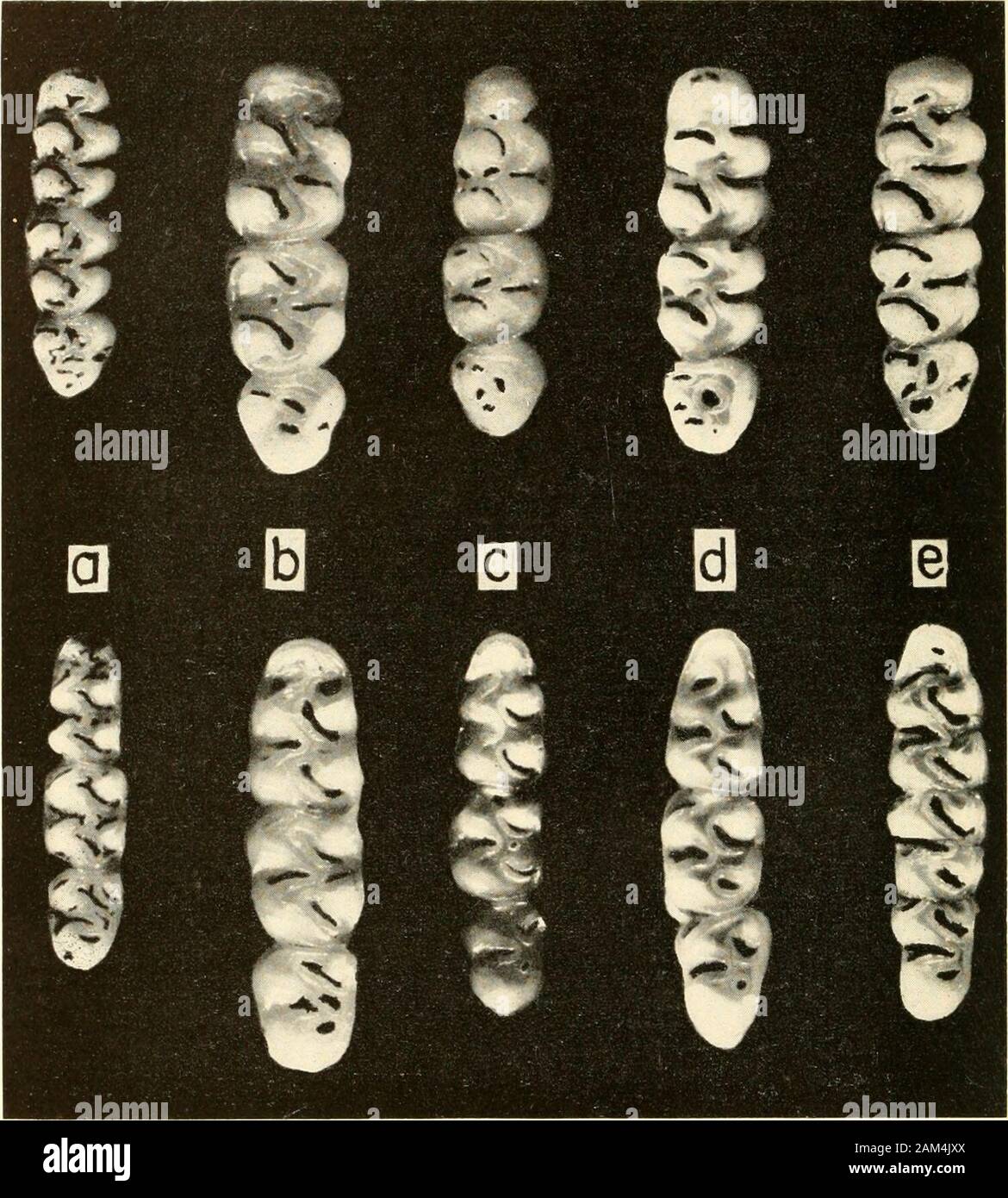 Verfahren der United States National Museum. Seitliche Aspekt (X2) des linken Kiefer der gleichen Schädel in Platten 8-lU: a, Oryzo^ nysbiro/oder; b, 0. Concolor gezeigt; c, 0. subflavus; d, 0. xantheolus; e, 0. laliceps. PROC. Us-NAT. MUS. VOL 110 HERSHKOVITZ, Platte 12. Lpper und unteren Molaren (XlO) des gleichen Exemplare in Platten 8-11 gezeigt:.:/, Oryzoinyicolor; b, 0. roncolor; c, 0. subftavus; d, 0. xantheolus: e, 0. Laticeps. Verfahren DER UNITED STATES NATIONAL MUSEUM Stockfoto