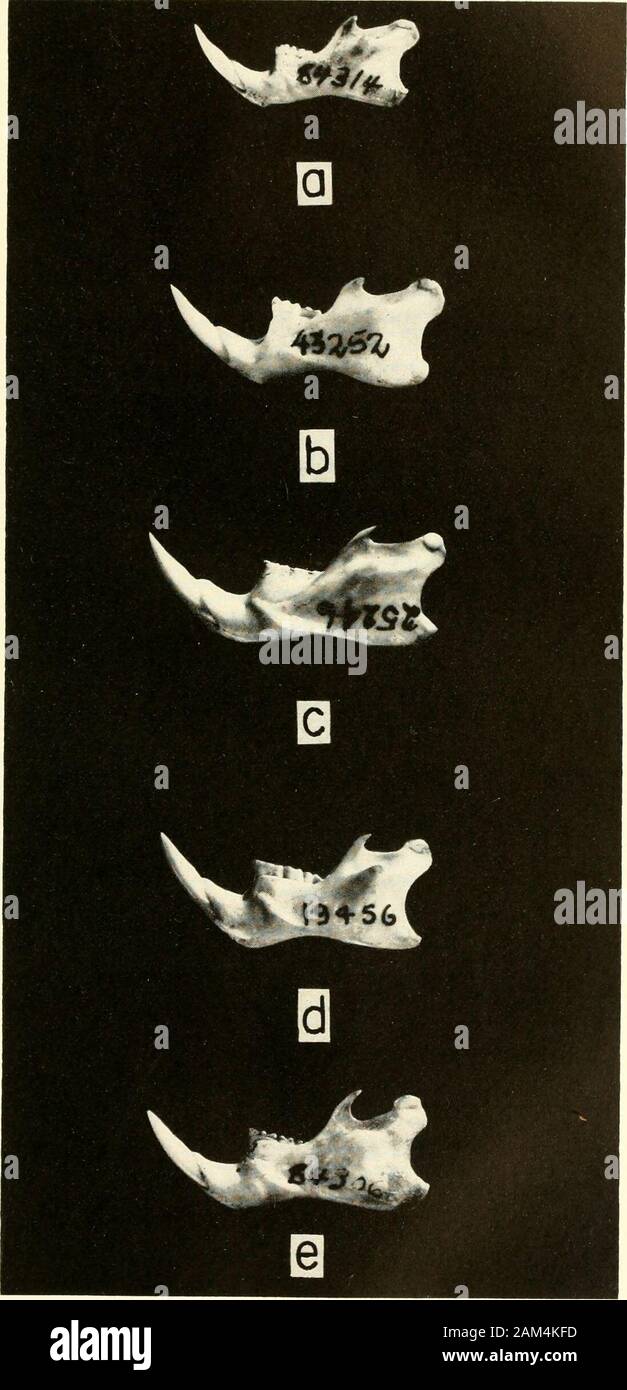 Verfahren der United States National Museum. Seitliche Aspekt (X2) des gleichen Schädel in Platten 8, 9 gezeigt: a, Oryzumys bicolor; b, 0. Concolor; c, 0. suhflavus; d, 0. xantheolus; e, 0. Laticeps. PROC. Us-NAT. MUS. VOL. 110 HERSHKOVITZ. Platte 11. Seitliche Aspekt (X2) des linken Kiefer der gleichen Schädel in Platten 8-lU: a, Oryzo^ nysbiro/oder; b, 0. Concolor gezeigt; c, 0. subflavus; d, 0. xantheolus; e, 0. laliceps. PROC. Us-NAT. MUS. VOL 110 HERSHKOVITZ, Platte 12. Stockfoto