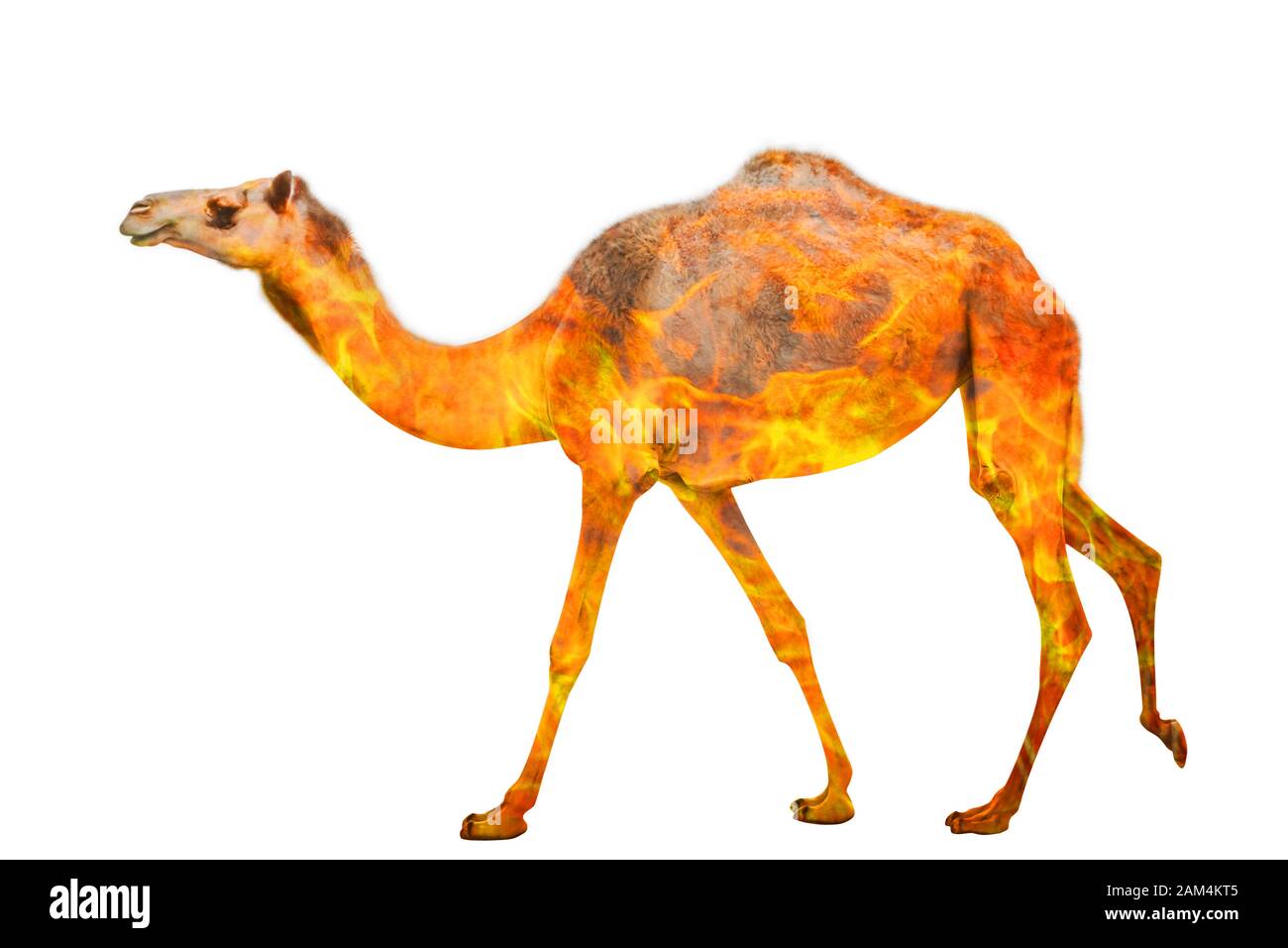 Zusammensetzung über camel Tierwelt in der Buschbrände in Australien im Jahr 2020. Stehend auf einem Kamel oder Dromedar mit Feuer auf weißem Hintergrund. Stockfoto