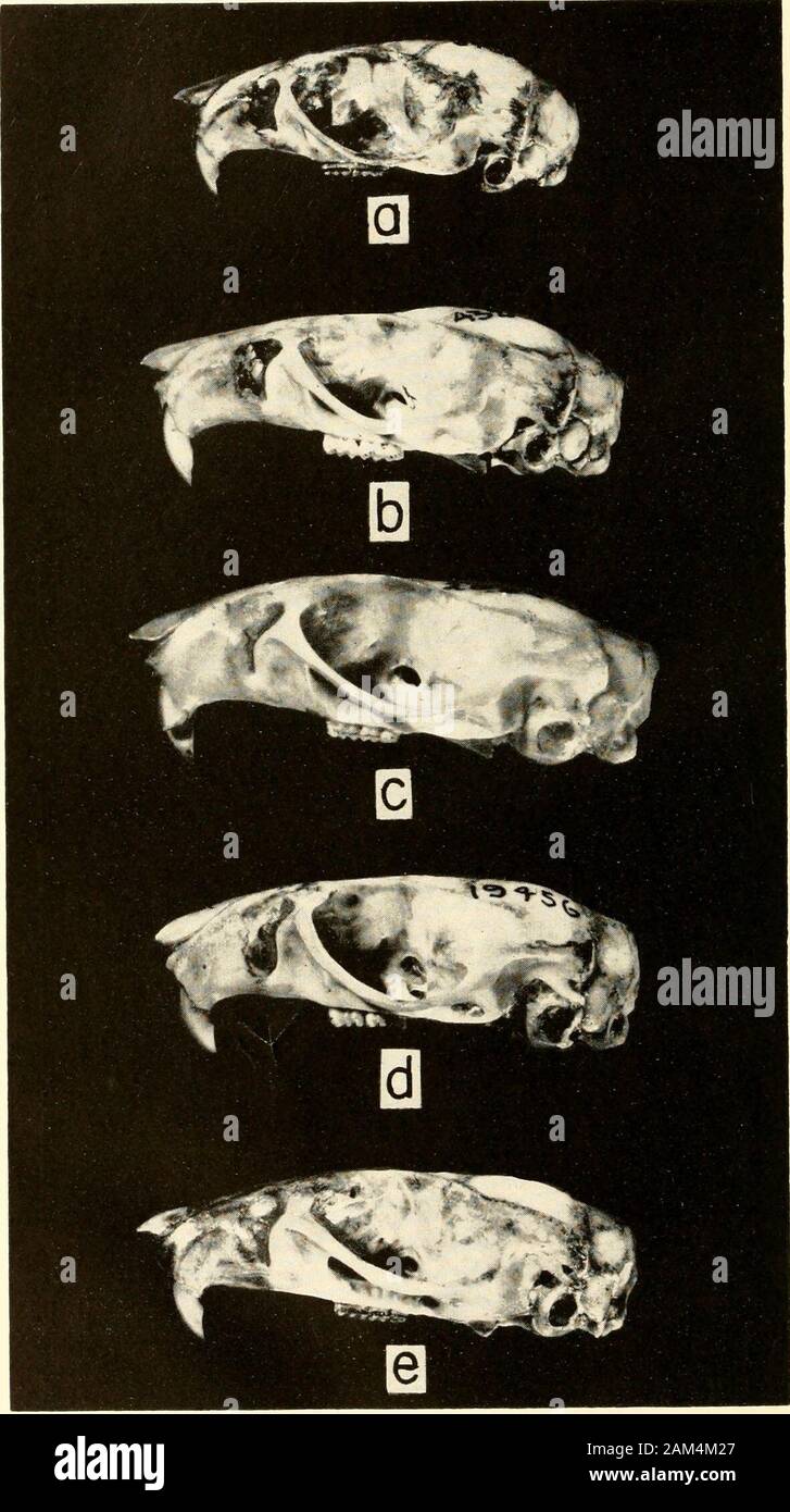 Verfahren der United States National Museum. PROC. Uns. NAT. MUS. VOL. 110 HERSHKOVITZ, Platte 10. Seitliche Aspekt (X2) des gleichen Schädel in Platten 8, 9 gezeigt: a, Oryzumys bicolor; b, 0. Concolor; c, 0. suhflavus; d, 0. xantheolus; e, 0. Laticeps. PROC. Us-NAT. MUS. VOL. 110 HERSHKOVITZ. Platte 11. Stockfoto