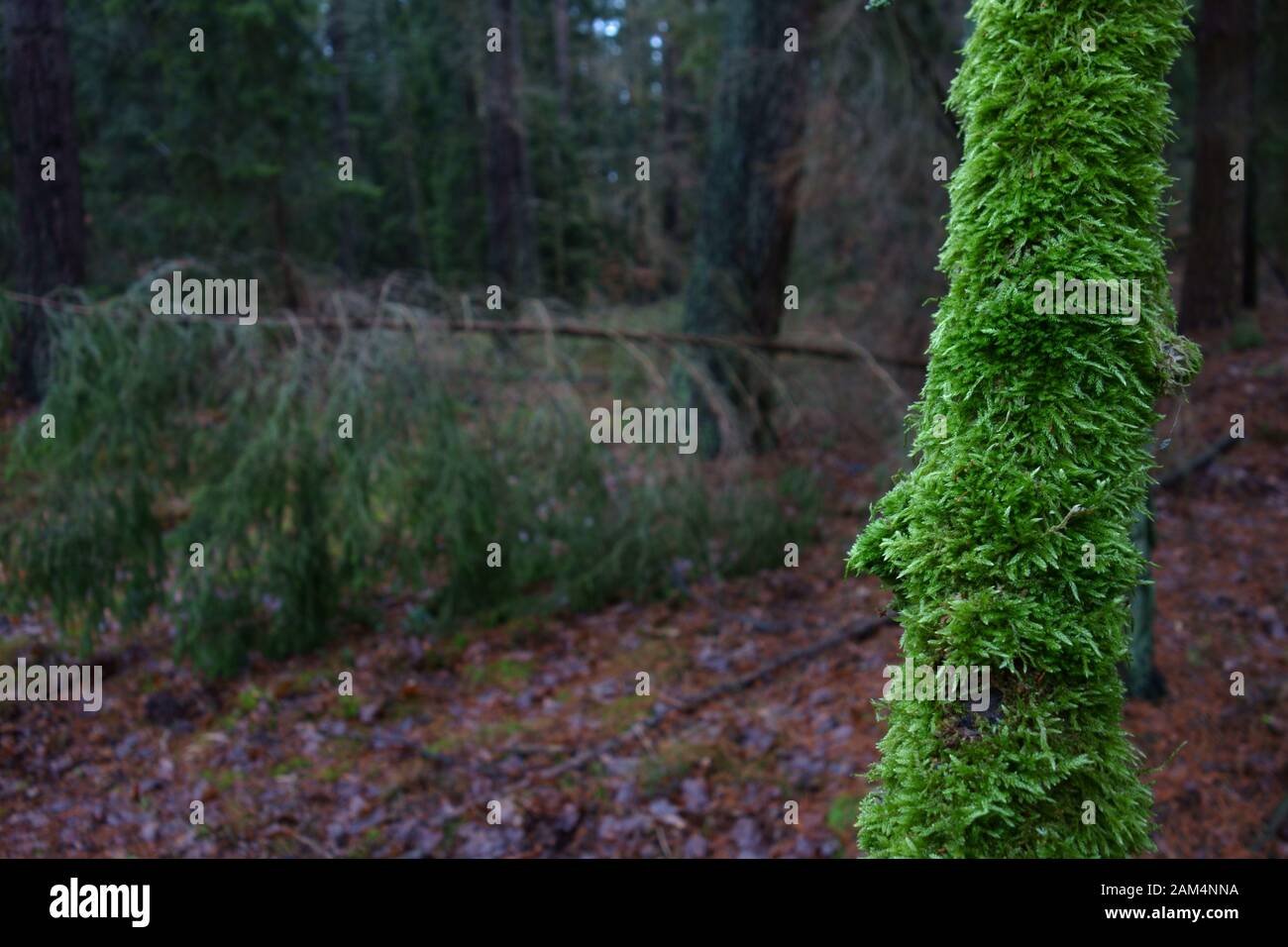 Dünner Zweig mit Moos bedeckt in einer dunklen Winterwaldkulisse Stockfoto