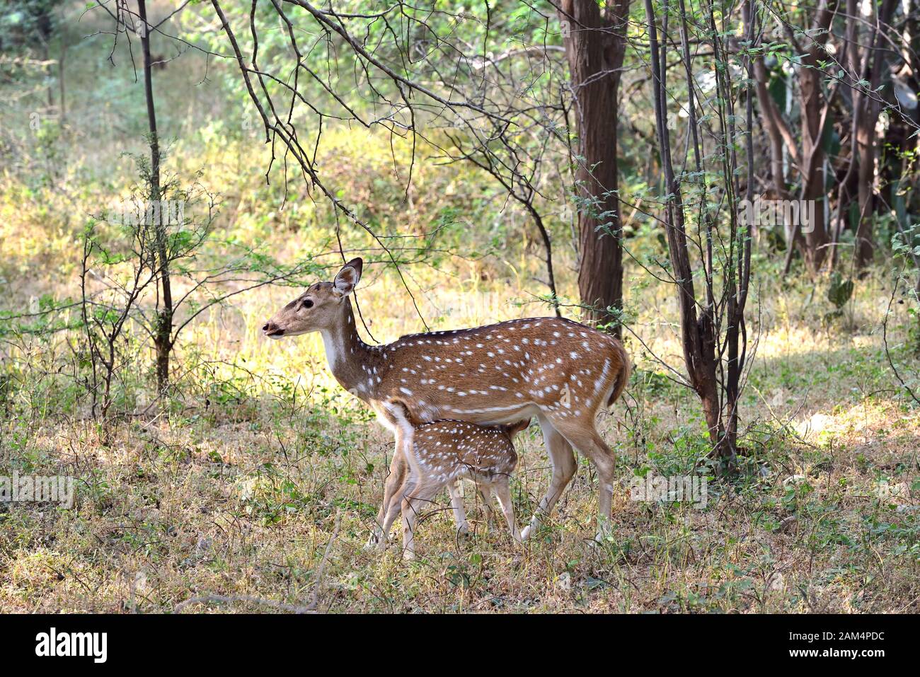 Weibchen gepunktete Hirsche, die ihr Fawn füttern Stockfoto