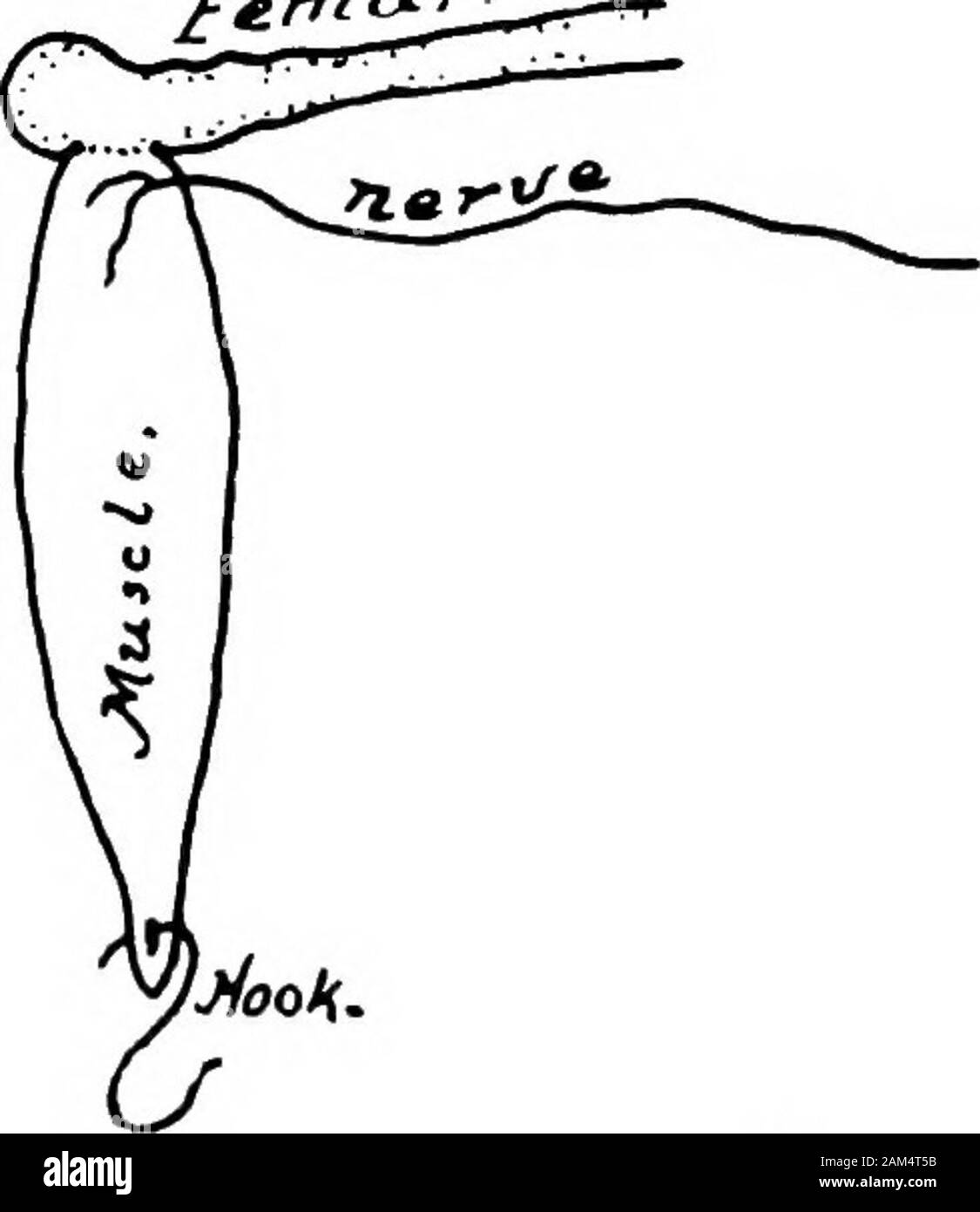 Elementare Übungen in Physiologie. h Der flexor Oberfläche der Tibia; es endet in einer Sehne, die Pässe rund um den inneren Malleolus, lügen Ina Nut, die am unteren Ende des tilbia und ist in die rückenseite des Astragal eingefügt. Die Tibialis Anticus liegt auf der extensor Oberfläche der Bein; sie entsteht bya langen dünnen Sehne aus dem unteren Ende des Oberschenkels und teilt über tlie Middleof das Bein in zwei bäuchen, die in das proximale Ende der theastragalus und calcaneum bzw. eingefügt werden. Die extensor Cruris liegt entlang und wird teilweise durch die tibialis anticus abgedeckt. Sie entsteht durch Stockfoto