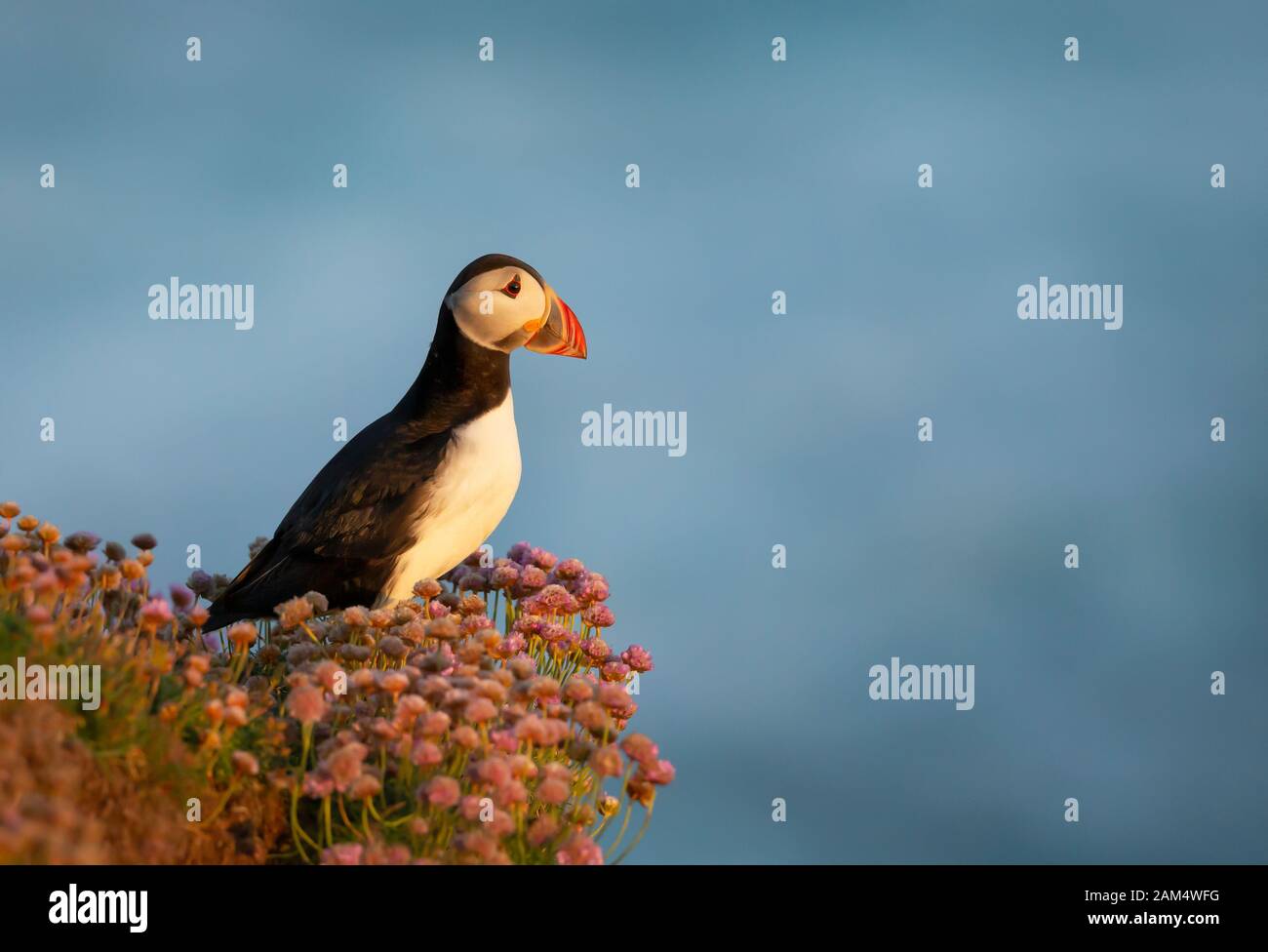 Nahaufnahme des atlantischen Puffins in Pink Thrift, Fair Isle, Schottland, Großbritannien. Stockfoto