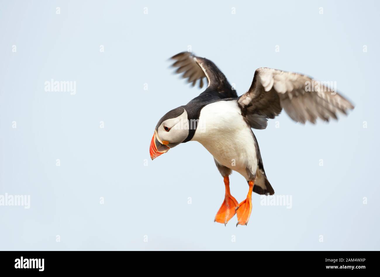 Nahaufnahme eines atlantischen Puffins (Fratercula arctica) im Flug, Noss Island, Shetland-Inseln. Stockfoto