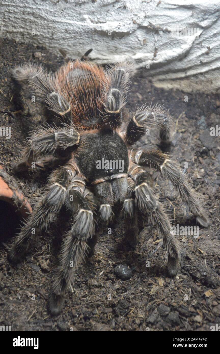 Vogelspinnen im terrarium Stockfoto