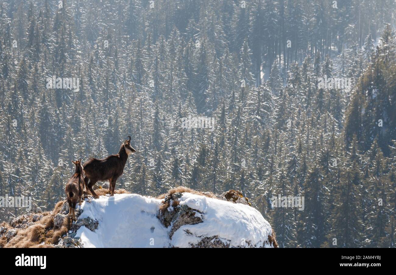 Alpine Chamois rupicapra steht im Winter über Wald auf einer Klippe Stockfoto
