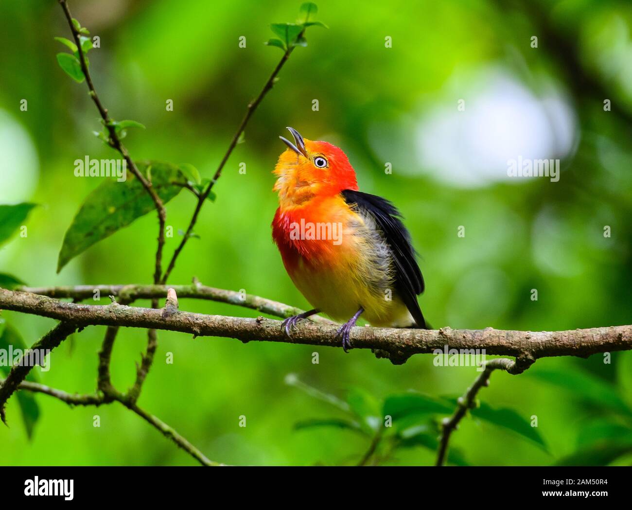 Ein farbenfroher Manakin (Pipra-Fasciicauda), der in seinem Lebensraum atlantischer Wald singt. Guaramiranga, Ceara, Brasilien Stockfoto