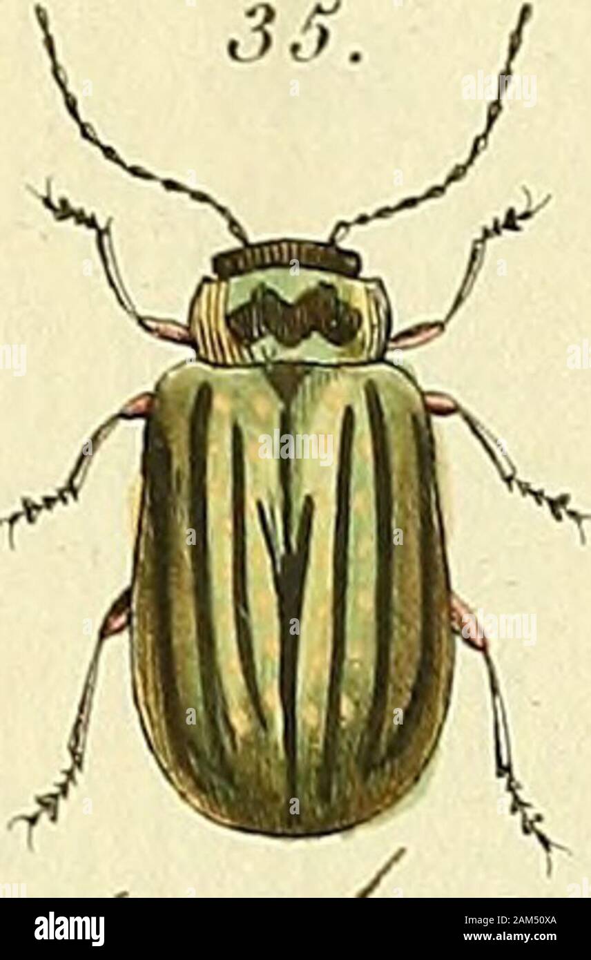 Entomologie, ou Histoire Naturelle des Insectes: avec leurs caractères génériques et spécifiques, Leur Beschreibung, Leur Synonymie, et leur enluminée. Stockfoto
