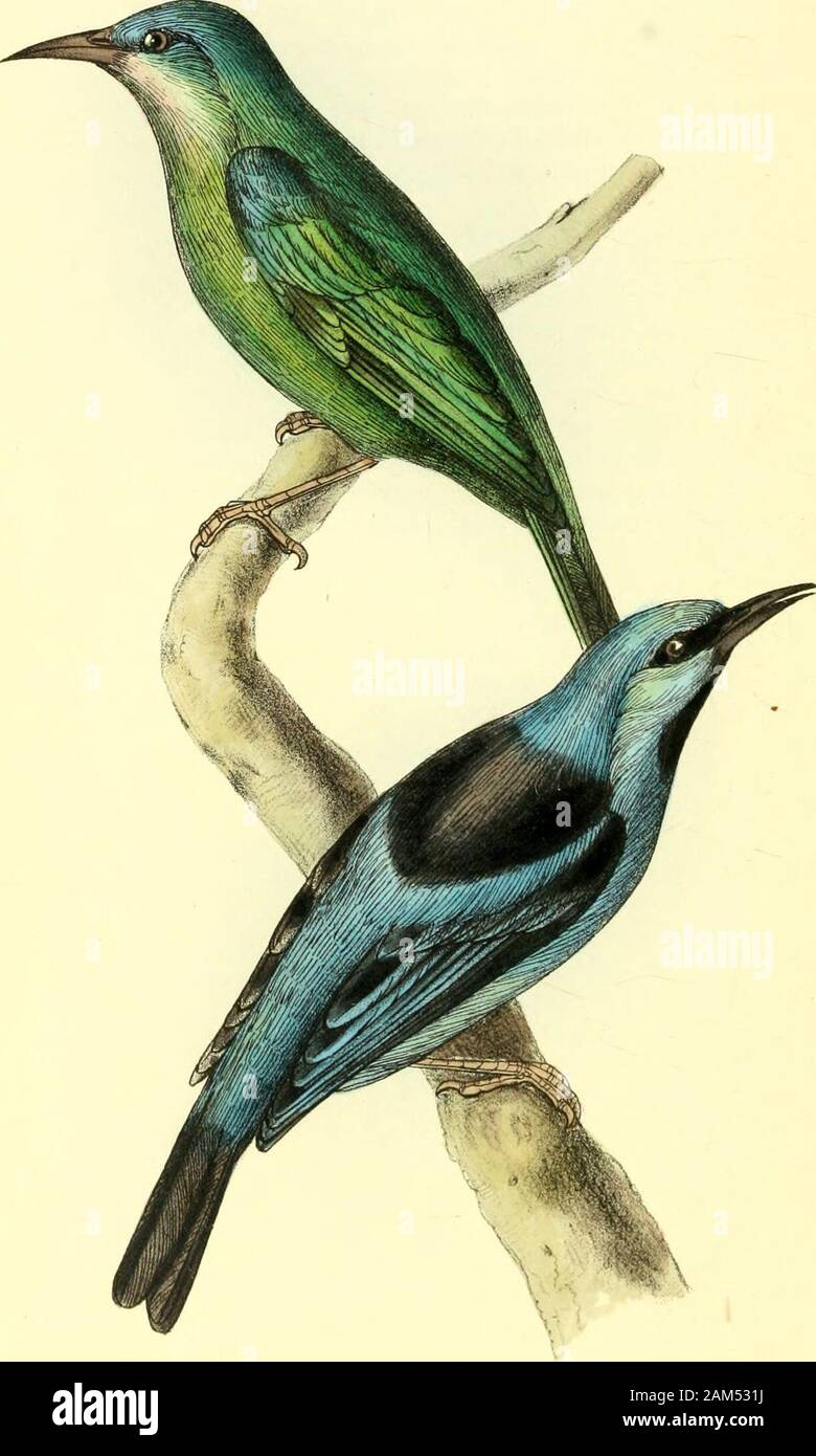 Zoologische Abbildungen, oder, Original Abbildungen und Beschreibungen von neuen, seltenen oder interessante Tiere: hauptsächlich aus den Klassen der Ornithologie ausgewählt, Entomologie und conchology, und angeordnet, die auf den Prinzipien der Cuvier und anderen modernen Zoologen. Unter, theplumage gelblich ist, das Kinn fast weiß, und der breastand mit Eisenhaltigen gefärbt; die ersten beiden Lagerträger feathersare schrittweise kürzer als der dritte und vierte, Whichare gleich, und mehr als die anderen. Beine und clawsshort, schlank, und blass. Dieser Vogel wäre natürlich gehören zu den zweiten divisionwhich hatte ich vorgeschlagen habe ich Stockfoto