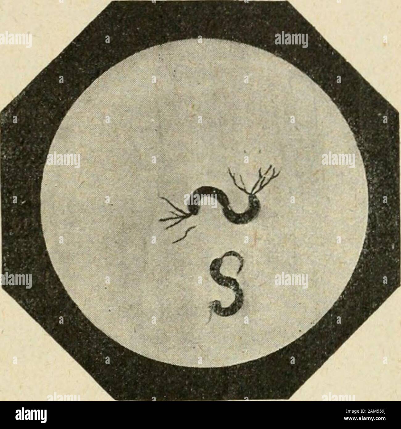 "Traité pratique de bactériologie. {Centralbl. Fell Bakl., 11^Abth., orig., L, 1909, S. 445). (3) KuTSCHER, loc. cit., s. 70.3. (4) KuNSTLEH, Beitrag à la Technik des Bactériacées (G. R. de lAcad.des Se, GV, 1884, S. 684). (5) BoNHOFF, Untersuchungen ùber Vibrionen{Arch. Fell Hygiène, XXVI, 1896, s. 1). 173). SPIBILLUM GIGANTEUM. 709 SPIRILLUM tJNDULA Muller. (Ibrio undiila.) 11 est fréquent dans les Eaux croupies, putrides, Les purins et liquidessimilaires, où Il forme souventde gros Flocons muqueux. Les Filamente décrivent de unet Demi à Quatre, quelquefoissix Tours de Spire: ils ont de 8. Stockfoto