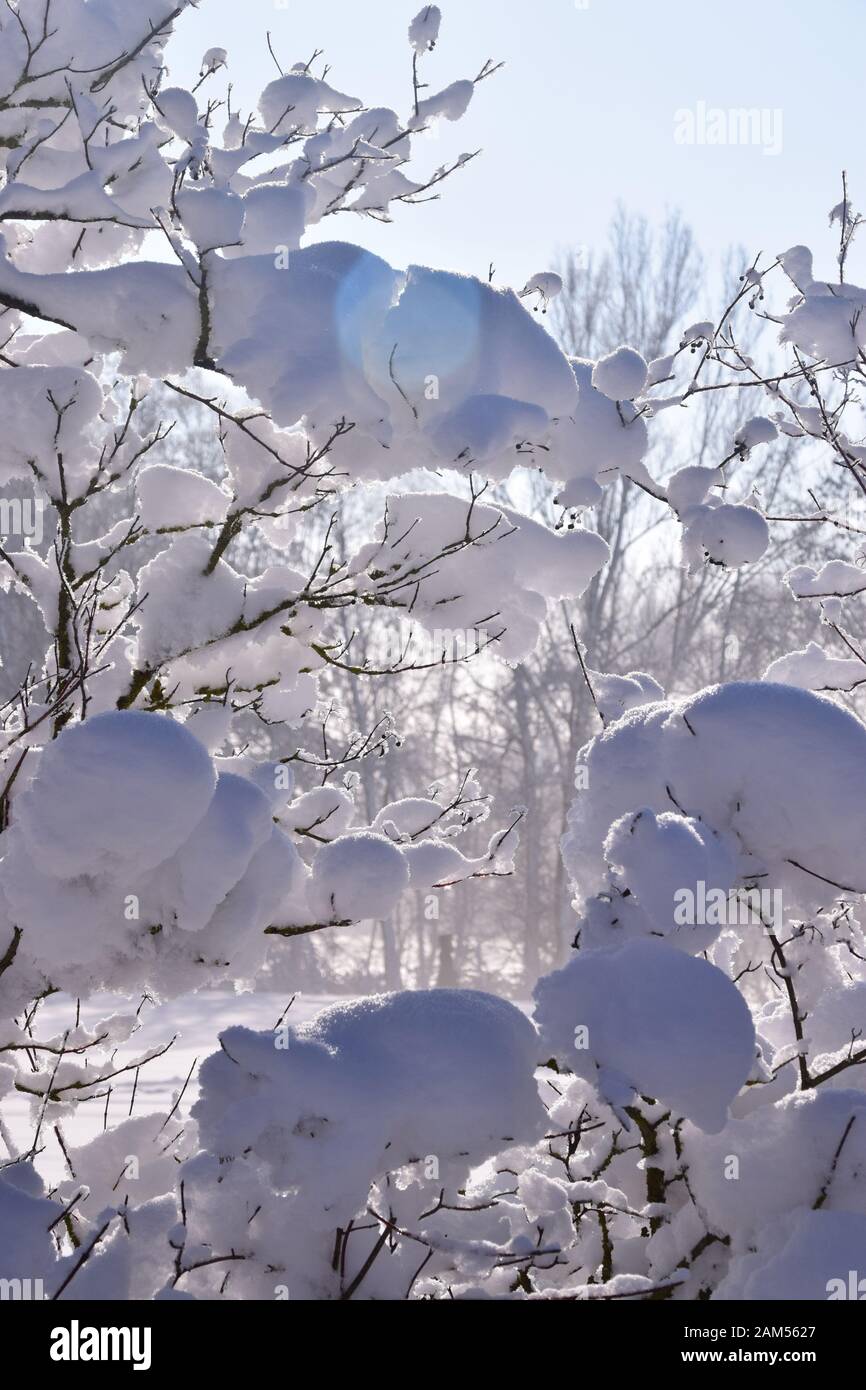 Äste im Schnee. Mit Lichtstrahl. Wunderschönes Bild am Wintermorgen nach einer langen kalten Nacht Stockfoto