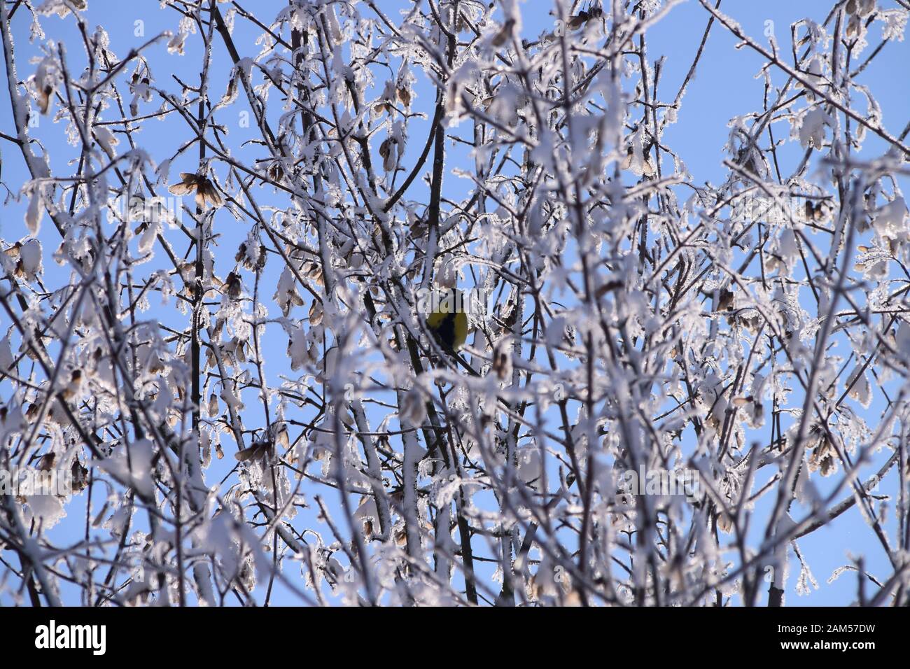 Vogel in einem schneebedeckten Baum. Stockfoto