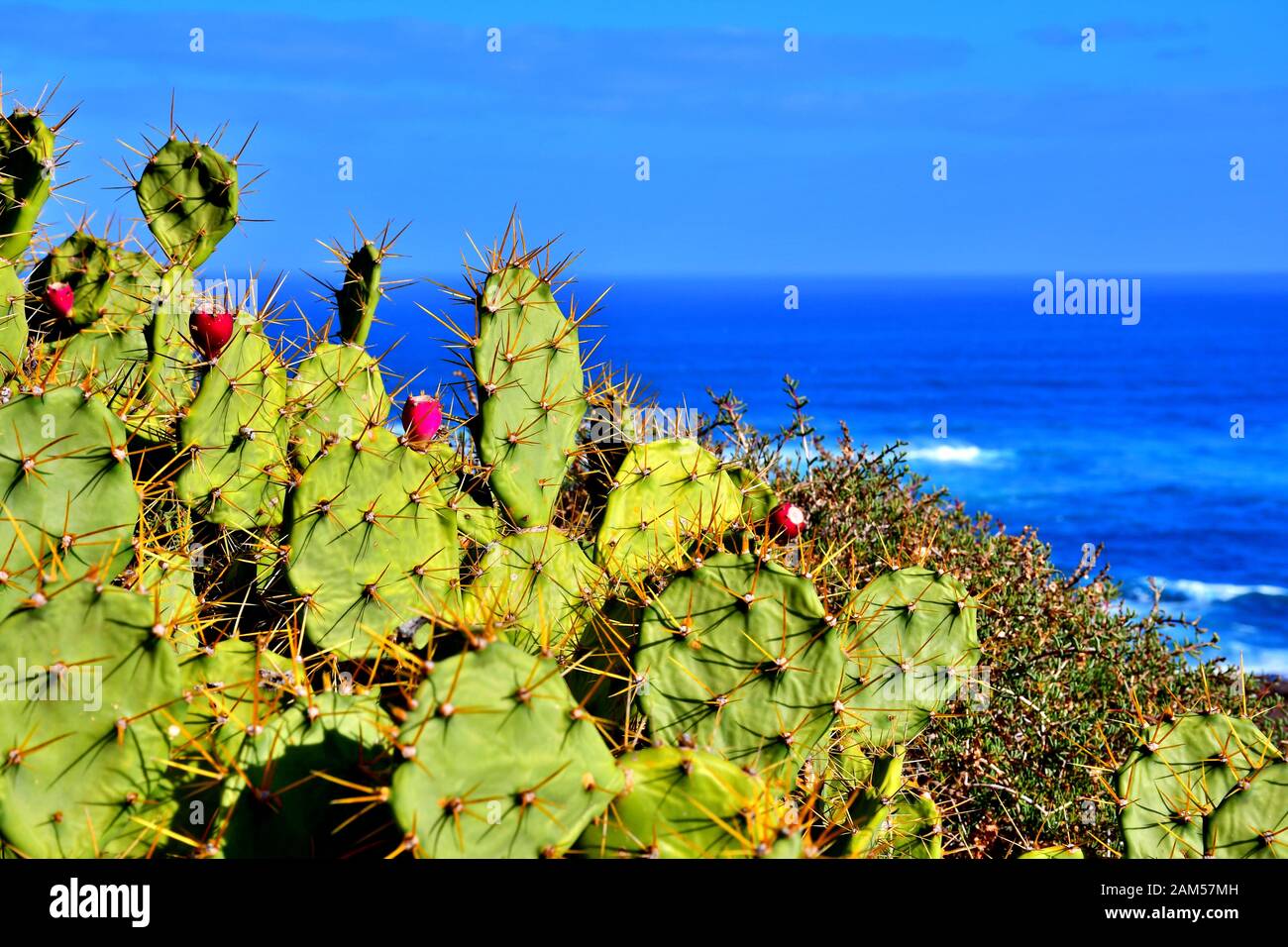 Teneriffa, Punta del Hidalgo Stockfoto