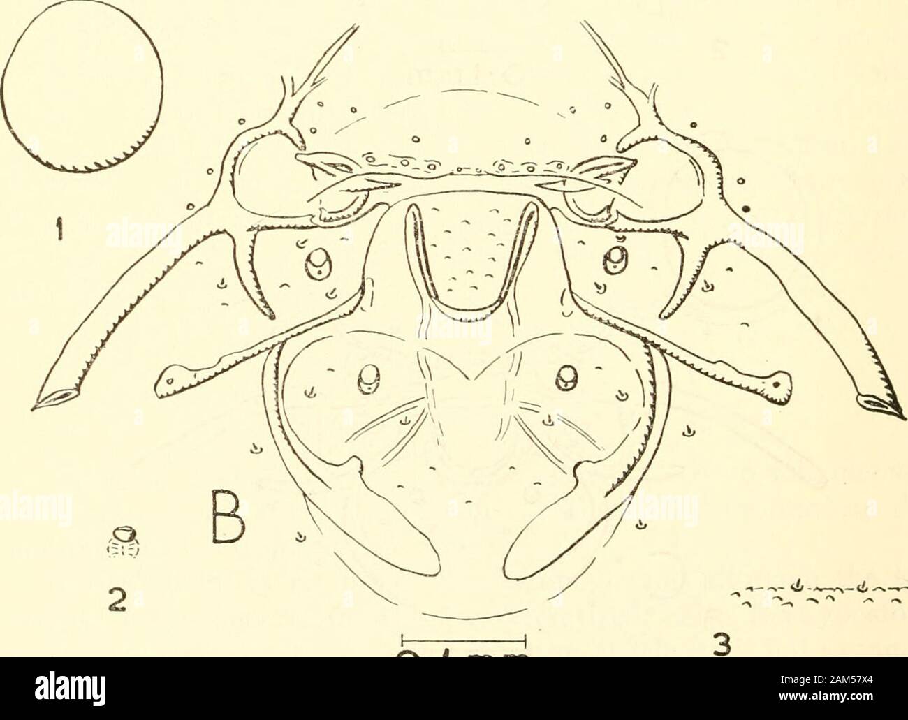 Verfahren der United States National Museum. O-1 mm. Ol mm Abbildung 58.- Ophioninae: Cremastini, Leiter sclerites: a, Cremastus Art Davis; B, Eiphosovia hatatae Cushman. (1, Antenne; 2, 19; 3, spiracle Haut.) ICHNEUMONID ENDGÜLTIGE INSTAR LARVEN - kurze 495 der labialen sclerite ist unvollständig nach ventral. Die Haut ist leicht sclero-tized mit kleinen Projektionen und kleine Härchen. Larvale Schlüssel 1. Jedes Seitenteil der labialen sclerite mit einem kleinen Projektion in Richtung der Mittellinie Eiphosoma jeder seitlichen Teil der labialen sclerite ohne kleine Vorsprung gegenüber medianline 2 2. Ein sehr leicht sclerotized Stockfoto