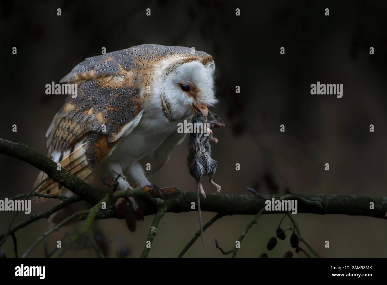 Nette und wunderschöne Schleiereule (Tyto alba) Essen eine Maus (Beute) in der Abenddämmerung. dunklen Hintergrund. Noord Brabant in den Niederlanden. Stockfoto