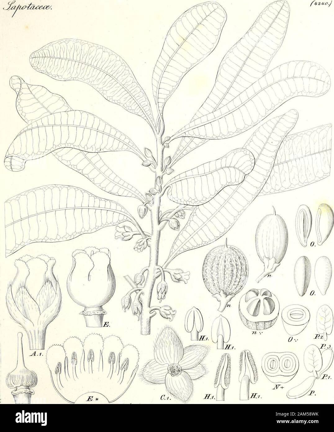 Iconographia generum Plantarum. & & & 0 &?* £. /&Gt; v V.?? ?. J&gt;&6 Suz^-= Fj &-/a 3 J. & 0 i&gt; U49 T06 U Stockfoto