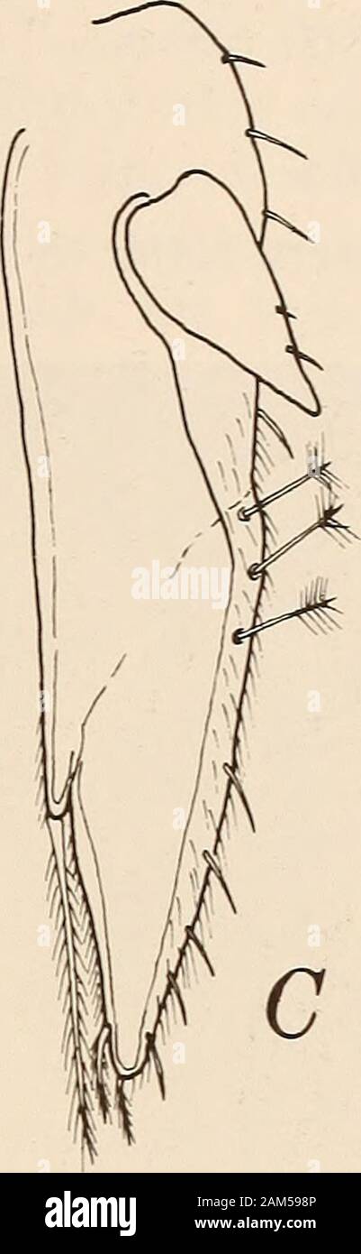 Annalen der South African Museum = Annale van sterben Suid-Afrikaanse Museum. Stockfoto