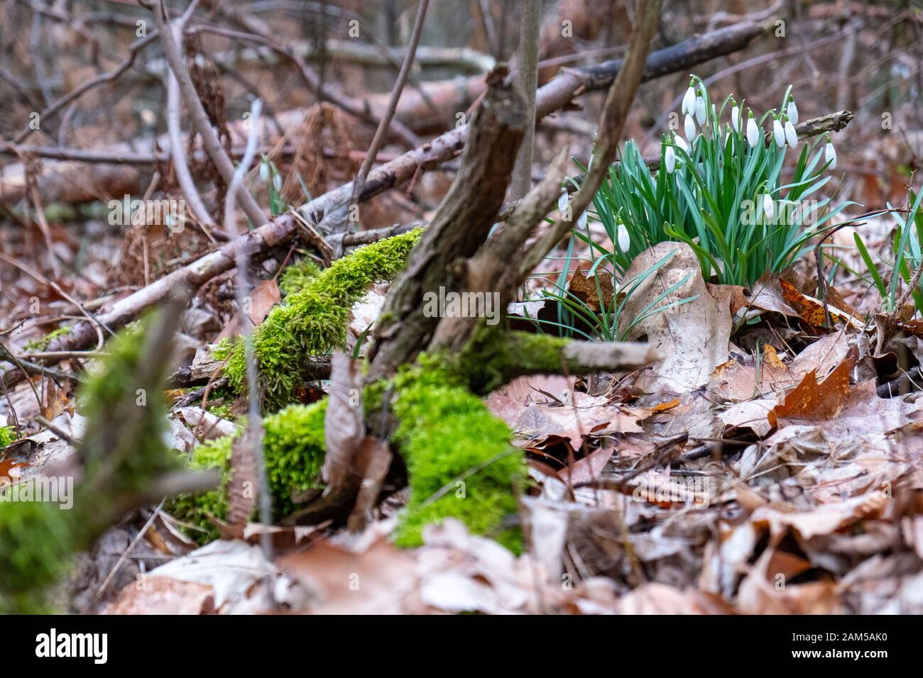 Schneeflocken im Wald zwischen Moos, Blättern und zerbrochenen Ästen. Stockfoto