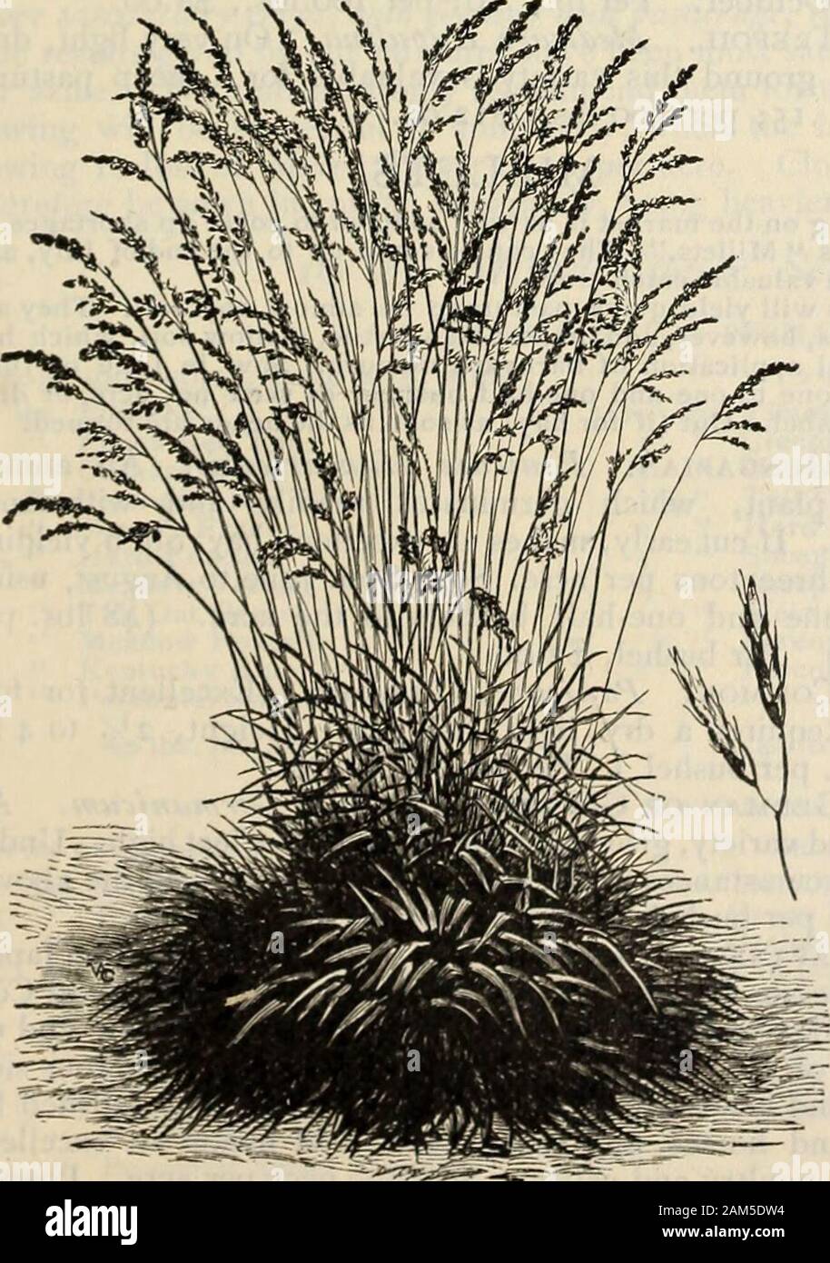 Die Farquhar Katalog: Frühjahr 1904. Rotschwingel. Rohrschwingel. Rohrschwingel. Festtica elatiorbegonie Erdbeere. Exzellent für permanentpastures auf feuchten Böden, auf denen es ungeheuer Renditen. Rinder und essen ihn gierig. (15 lbs. pro Bushel.) Pro lb, 40 Cent; pro 100 lbs., $ 36,00. Crested Hunde Schwanz. Cynosurus cristatus. Eine perennialvalued für seine Zwerggewohnheit und seine Winterhärte. (28 lbs. pro Bushel.) Pro lb, 40 Cent; pro 100 lbs., $ 30,00. Süße Vernal, wahre Mehrjährig. Von unschätzbarem Wert bei lawnson aufgrund seiner sehr frühen Wachstum und duftenden odorwhich sie verleiht den anderen Gräsern im Trocknen. Sehr spät Remainsgreen. Uhr Stockfoto