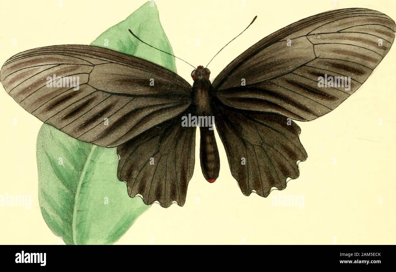 Zoologische Abbildungen, oder, Original Abbildungen und Beschreibungen von neuen, seltenen oder interessante Tiere: hauptsächlich aus den Klassen der Ornithologie ausgewählt, Entomologie und conchology, und über die Grundsätze der Cuvier und anderen modernen Zoologen. th afive-Gaumenspalte, Violett - Crimson Ort angeordnet; anterior unter mit einem trans-Vers, zentrale, weißlichen Band. S. Evander. Godart, En. Meth. Vol. ix. S. 32. Nr. 18. Beide Geschlechter dieser neu beschriebenen Insekten sind hier, für die erste Zeit, stellte dar, daß oben ist der männlichen, und unter isrepresented unter der weiblichen. Die crimsonspots (Fein re Stockfoto