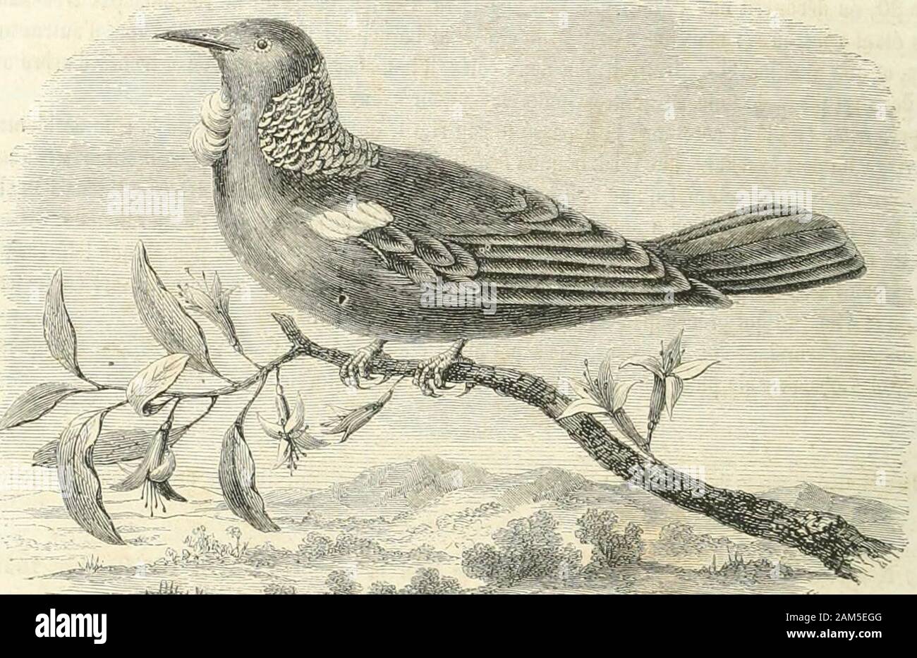 Voyageurs anciens et modernes, ou Choix Des relations de Voyages les plus intéressantes et les plus instructives depuis le Stufe cinquième siècle avant Jésus-Christ Jusqu'au Dix-neuvième siècles, avec Biographien, Notes et Indikationen iconographiques.habitants que les insulaires que Nous Dans vîmes lecanal de la Reine-Charlotte et ceux qui savancèrent Vers nous au-dessous De montagnes de Neige, etnous navons dautres Spuren aperçu de Bevölkerung que les Feux qui furent vus à louest du Cap Saunders. Eine un-Eahcinomauwe als | ieLt plus avantageux; le Terrain, Il est Vrai, est rempli de Collines et môme de Stockfoto