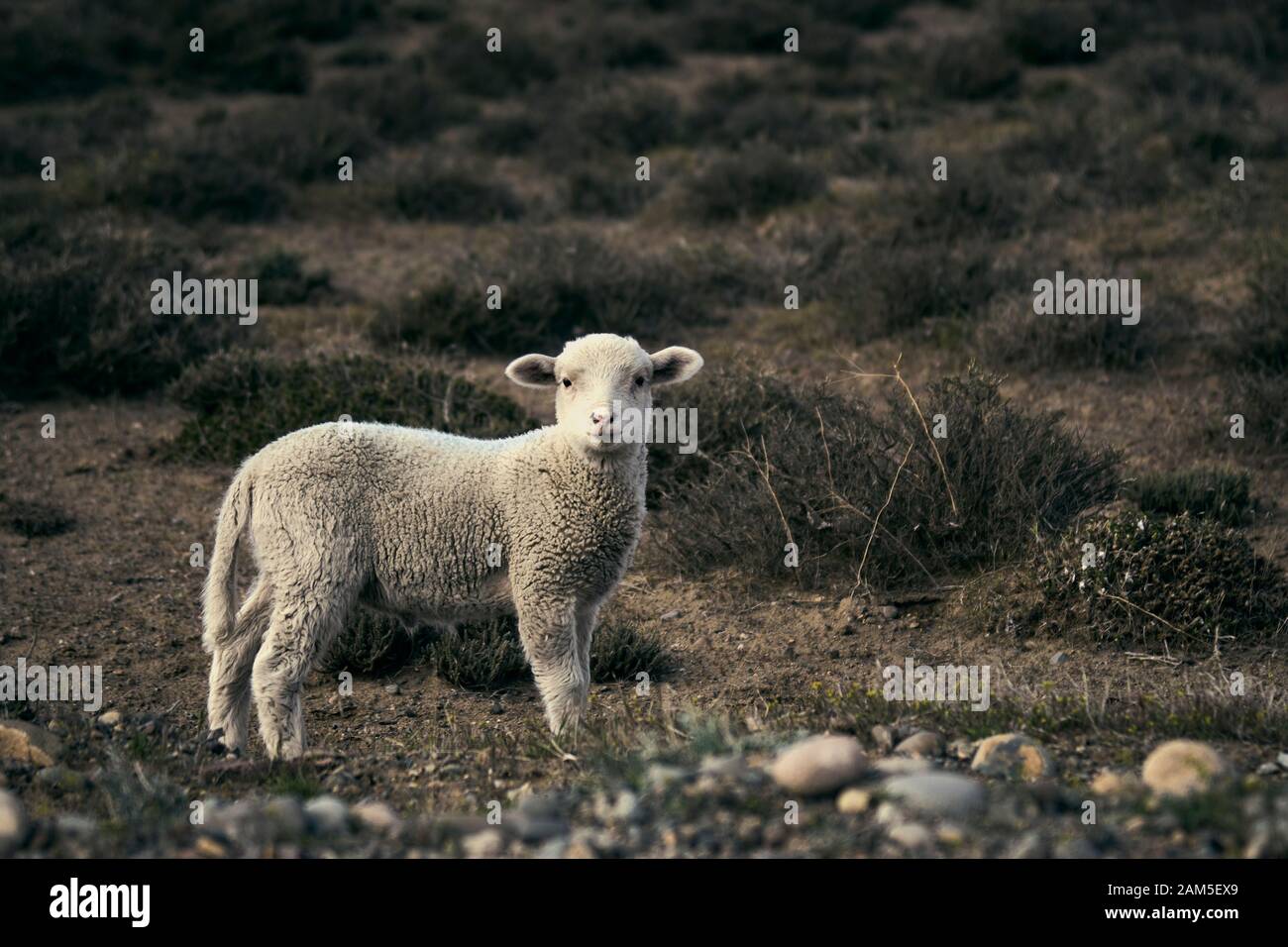 Süßes kleines Lamm auf der patagonischen Hochebene während des Frühlingsaufgangs. Argentinien. Stockfoto