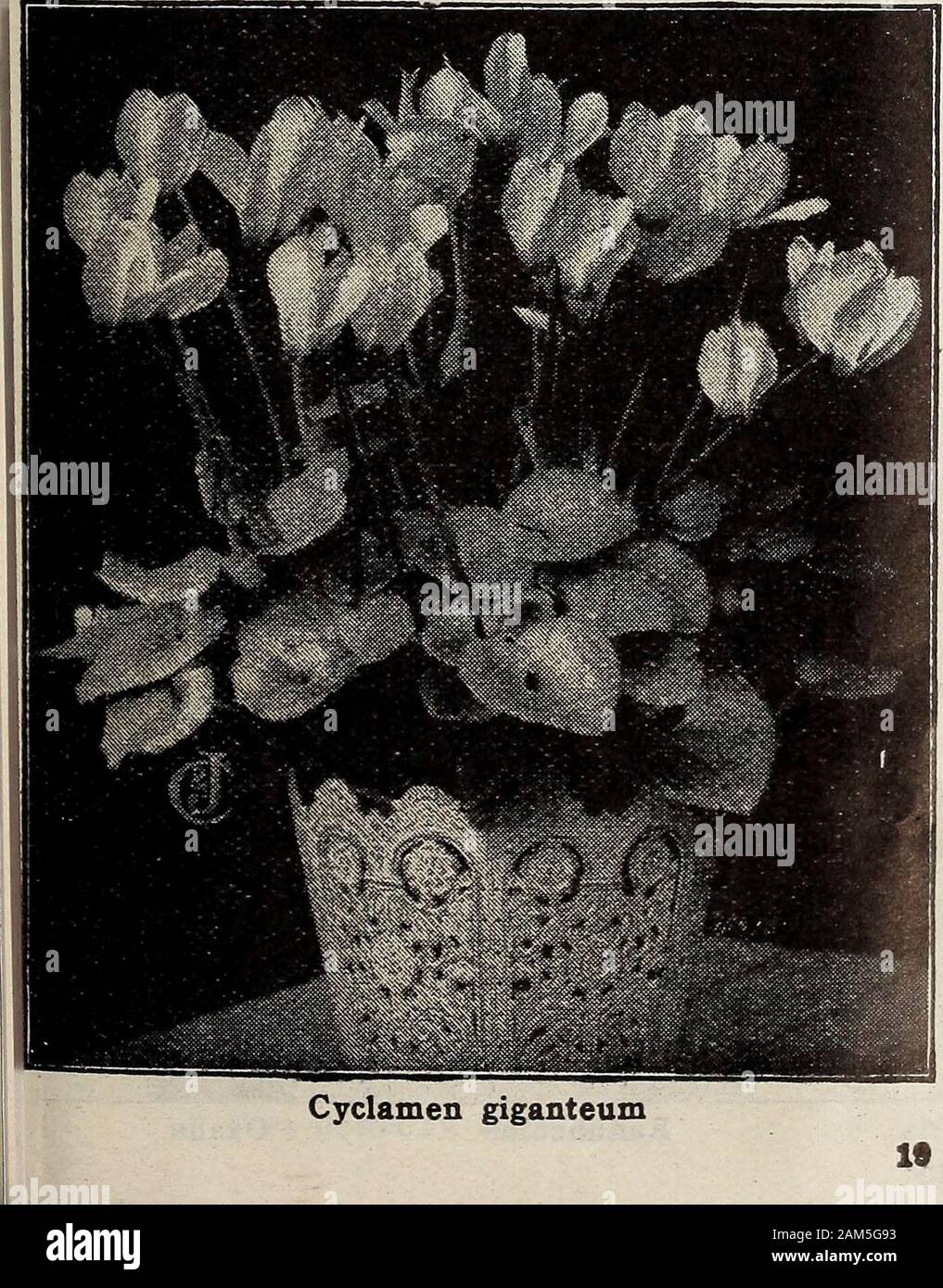 Neue florale Guide: Herbst 1913. Freesie refracta alba Scarlet Freesia (Anomatheca Cruenta) ähnelt der weiße Freesie in vielerlei Hinsicht, außer dass die Blumen sind hell Scharlach, schattigen Crimson und notflower so früh. Lassen Sie uns Ihre Bestellung jetzt zu senden soonas im November bereit. 3 Für 10c, 12 für 25 c, Postpaid. CYCLAMEN GIGANTEUM DER RIESE - Blüte Cyclamen persicum Jede Lampe wirft mehrere Blume - Stiele whichcontinue mehrere Monate zu blühen. Die flowersare wunderschön und in Farbe durch manyshades von Rosa, Rot und Weiß; die Blätter fein arealso vielfältig. Feinste Col Stockfoto