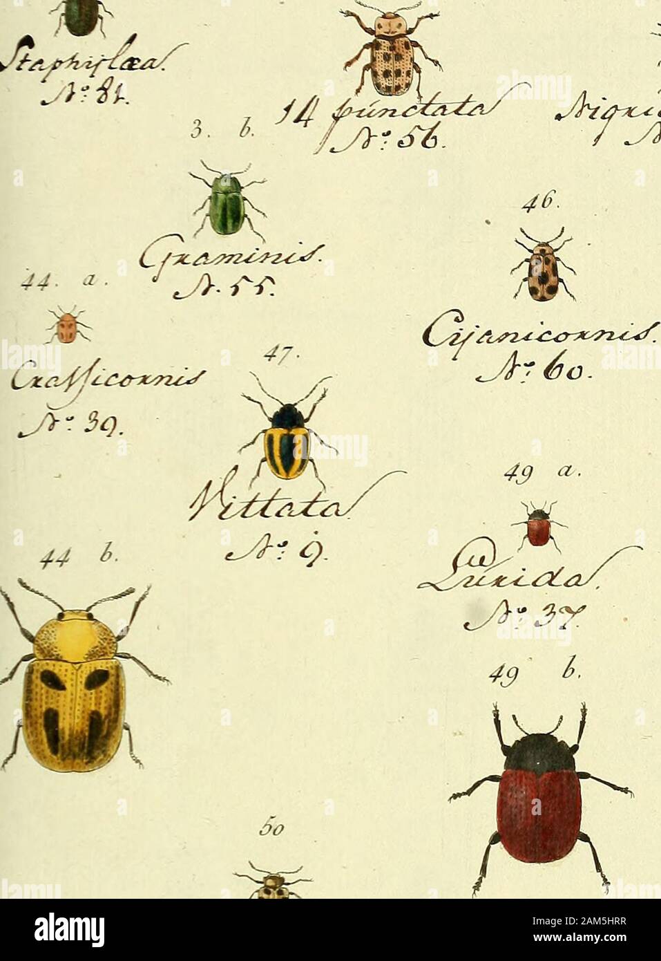 Entomologie, ou Histoire Naturelle des Insectes: avec leurs caractères génériques et spécifiques, Leur Beschreibung, Leur Synonymie, et leur enluminée. 42. 4 d J° L. IV 4 z Stockfoto