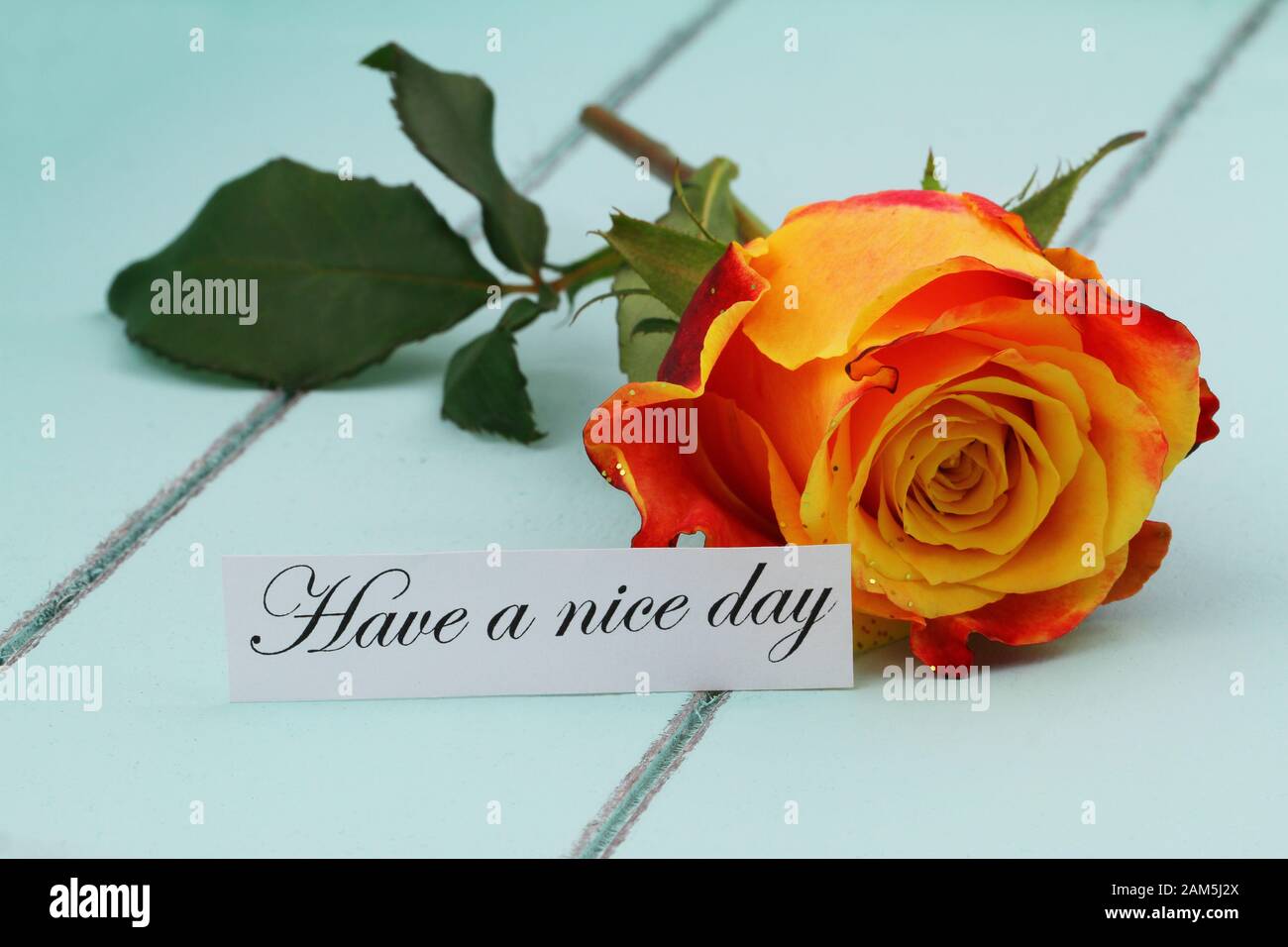 Haben Sie eine schöne Tageskarte mit orangefarbener Rose auf blauem Holztablett Stockfoto