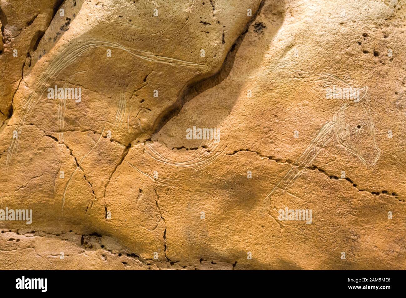 Pferdeauszeichnung in Neocave der Höhle von Altamira, Nationalmuseum und Forschungszentrum von Altamira, Santillana del Mar, Kantabrien, Spanien Stockfoto