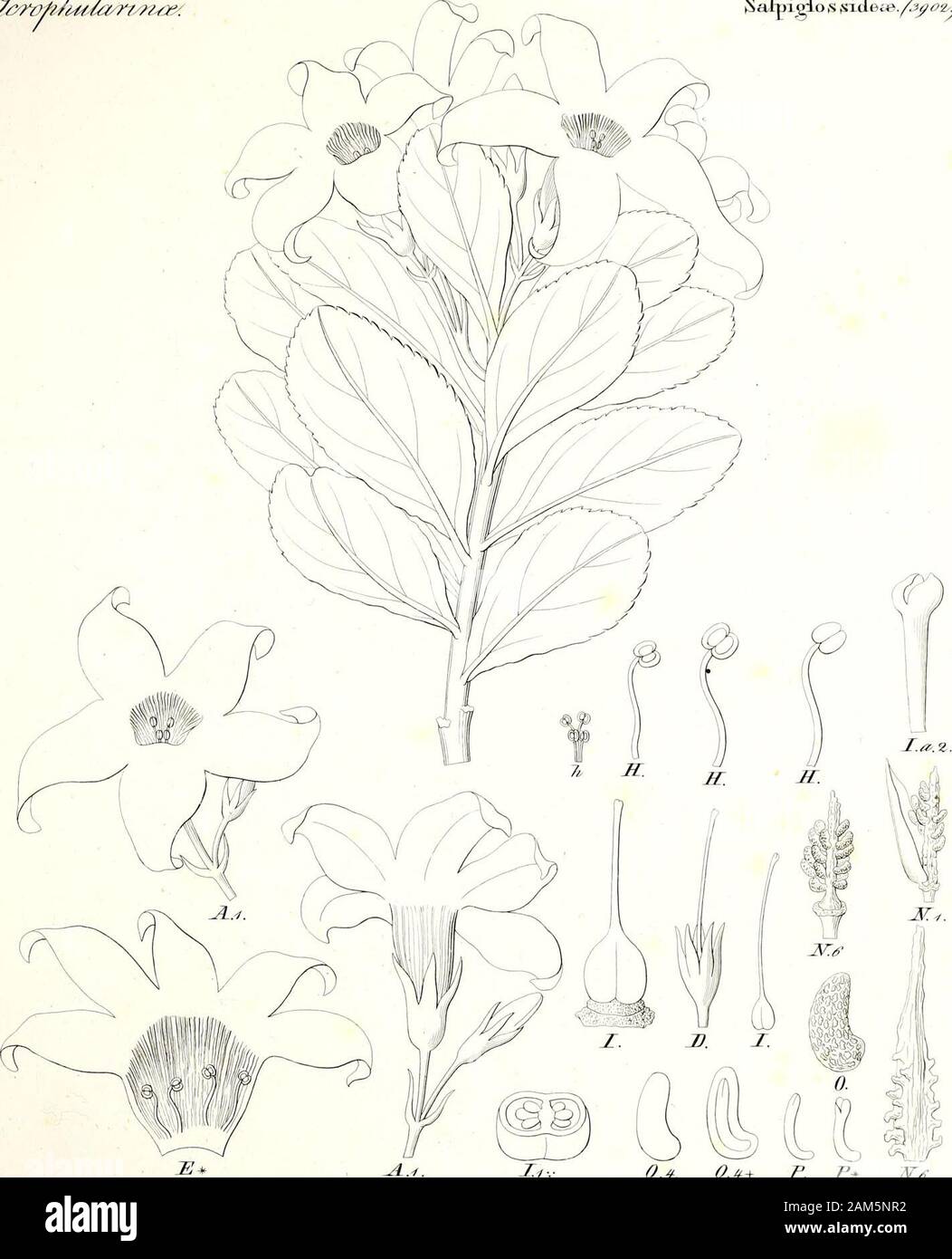 Iconographia generum Plantarum. c/# y /&lt;y&? vfi/i 4 t./a, Salpigio, s jssiEeae./^^ 2. &Lt;yturfm - # £ & rvij/FC//dr&z/J/L/. ^ & 9* & fr^/P {Z4 * t * s? £&/?-Ich? . $ $ affime croplrularmei; s Stockfoto