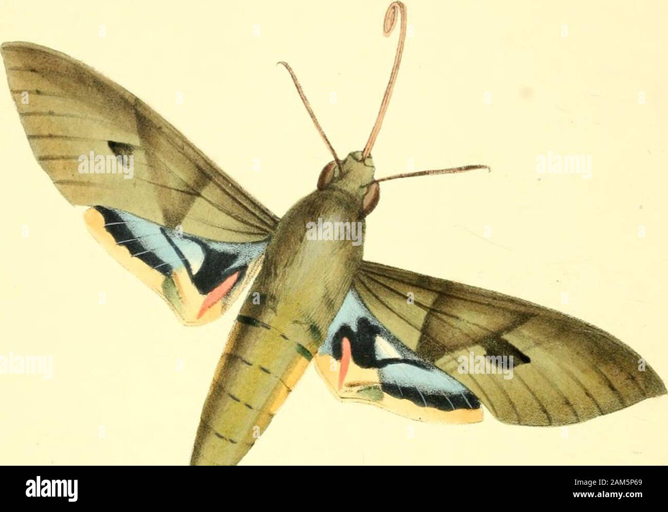 Zoologische Abbildungen, oder, Original Abbildungen und Beschreibungen von neuen, seltenen oder interessante Tiere: hauptsächlich aus den Klassen der Ornithologie ausgewählt, Entomologie und conchology, und angeordnet, die auf den Prinzipien der Cuvier und anderen modernen Zoologen. der tropischen Breiten, insbesondere theIndian Ozean. Bruguiere und Lamarck jeden writtenvery können Beschreibungen der Arten, von W^hich Die latterenumerates 179 den letzten, und 9 nur in einem fossilen Zustand gefunden. Es ist ein Shell von großer Seltenheit und Schönheit. Tot und in-jured Exemplare sind oft gesehen, in denen die tiefe reddishbrown Farbe gebleicht Stockfoto