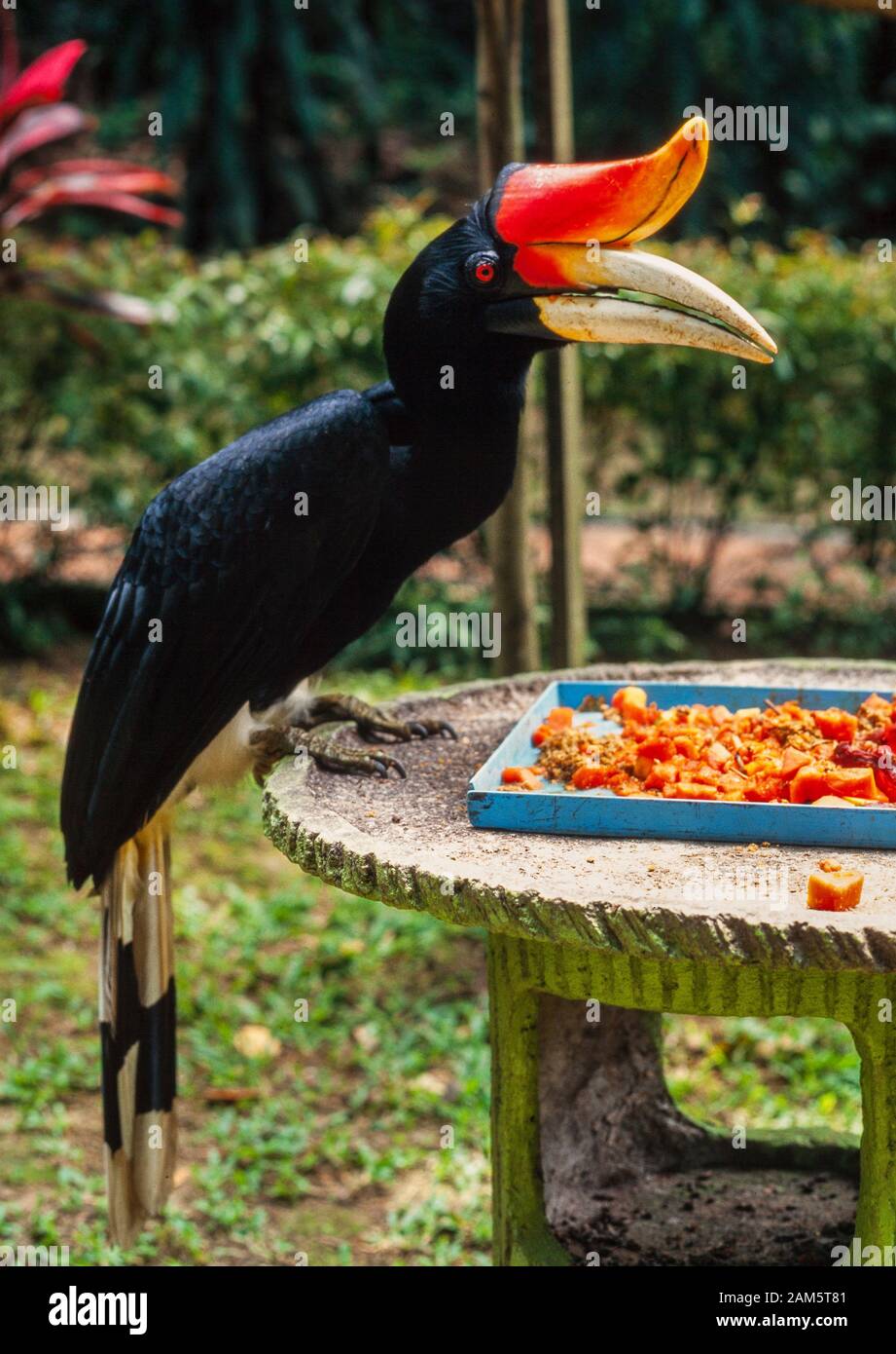 Rhinoceros Hornbill, Buceros Rhinoceros, Malaysia. Fütterung Bei einem