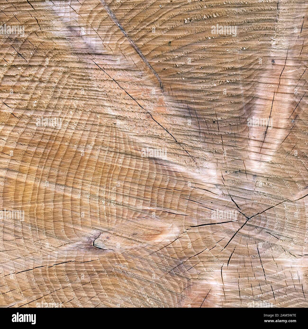 Nahaufnahme von einem Baumstamm, warme Holz- Farben und konzentrische Kreise Stockfoto
