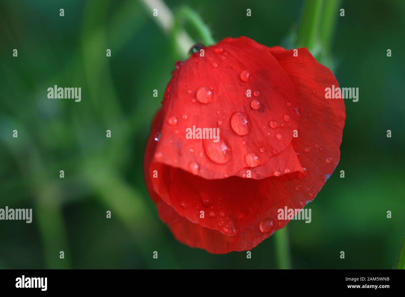 Die Kronblätter eines Mohns nach einem Frühlingsregen im Süden Frankreichs Stockfoto