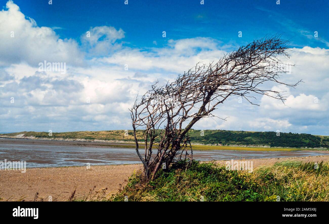 Wind fegte Baum an einem britischen Strandrand. Stockfoto