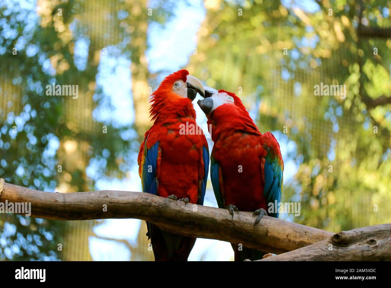 Schöne Szene des Scarlet Macaw Paares, Das Auf einen Baum Zweig Küsst Stockfoto