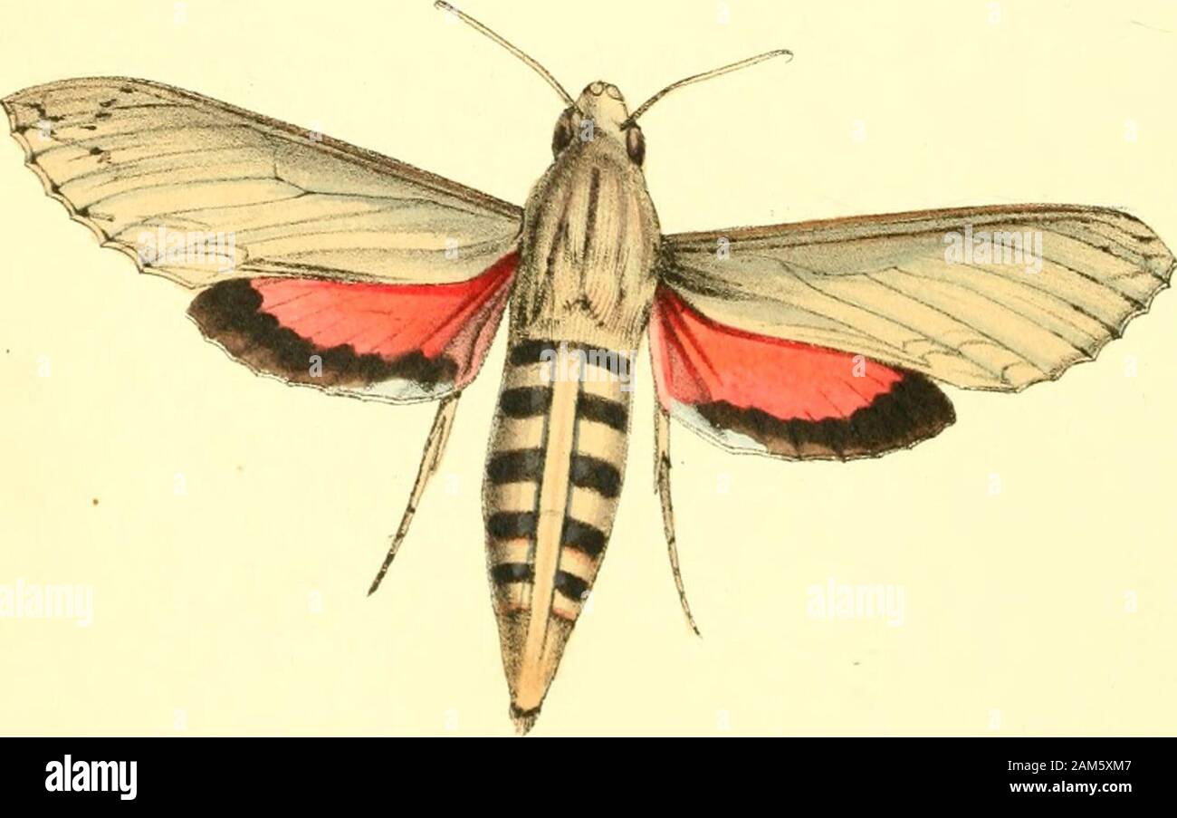 Zoologische Abbildungen, oder, Original Abbildungen und Beschreibungen von neuen, seltenen oder interessante Tiere: hauptsächlich aus den Klassen der Ornithologie ausgewählt, Entomologie und conchology, und angeordnet, die auf den Prinzipien der Cuvier und anderen modernen Zoologen. ? SI SPHINX EUo. Geneuic Charakter. Antenne; prismaticce, in vtroqtie sexu Werbemedium leviter crassescentes, ex-terneblech breviter piloso biciliatce. mucronc arcuato, producto sensim ter-minantes. Palpen breves, obtusi. Lingua elungata, conioluta, di&gt; itincta, et in Puppe aliquando porrecta. Ahc-suh - integrce. Abdomen elonga-tum, conicum, ano Acuto, imber Stockfoto