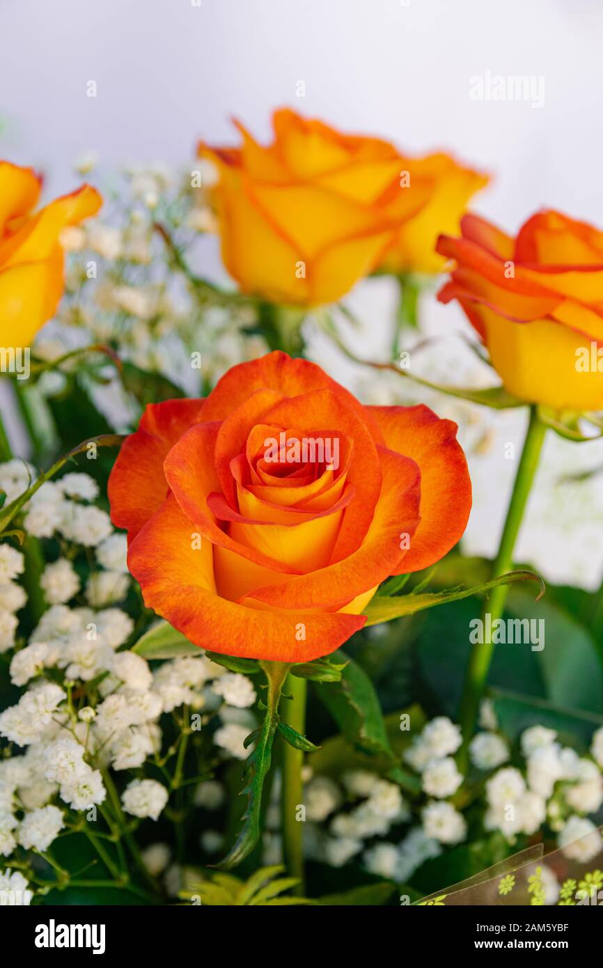 Orange Rosen Bouquet, mit weißem Hintergrund Stockfoto