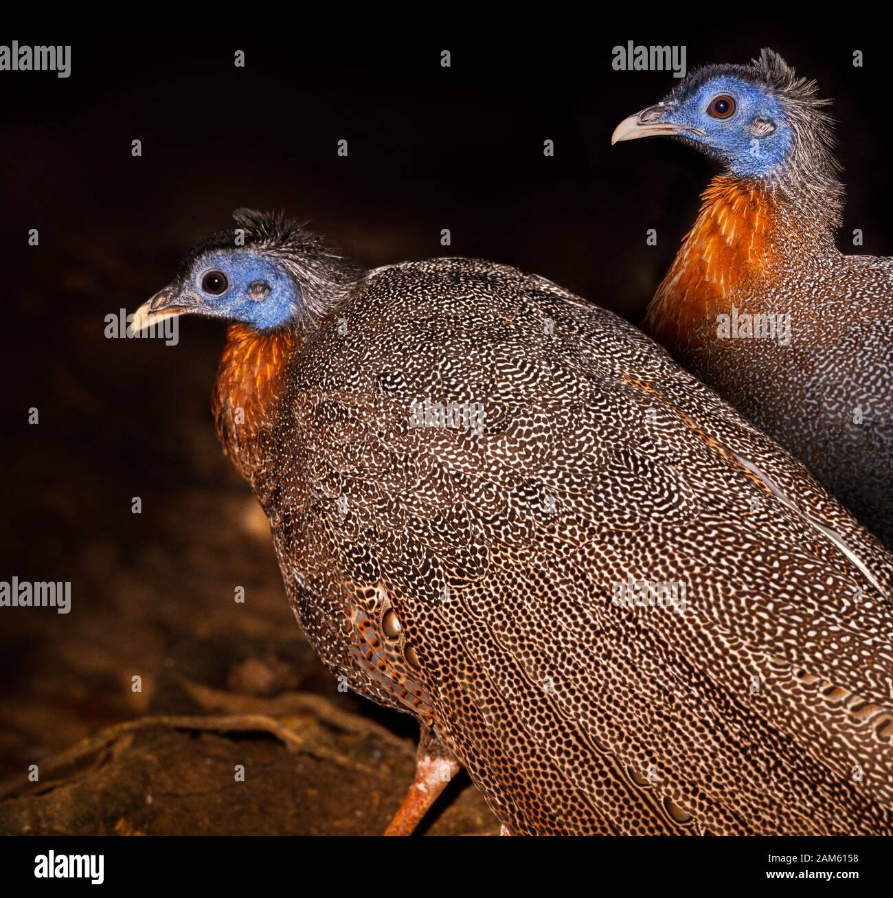 Great argus Fotos und Bildmaterial in hoher Auflösung Alamy
